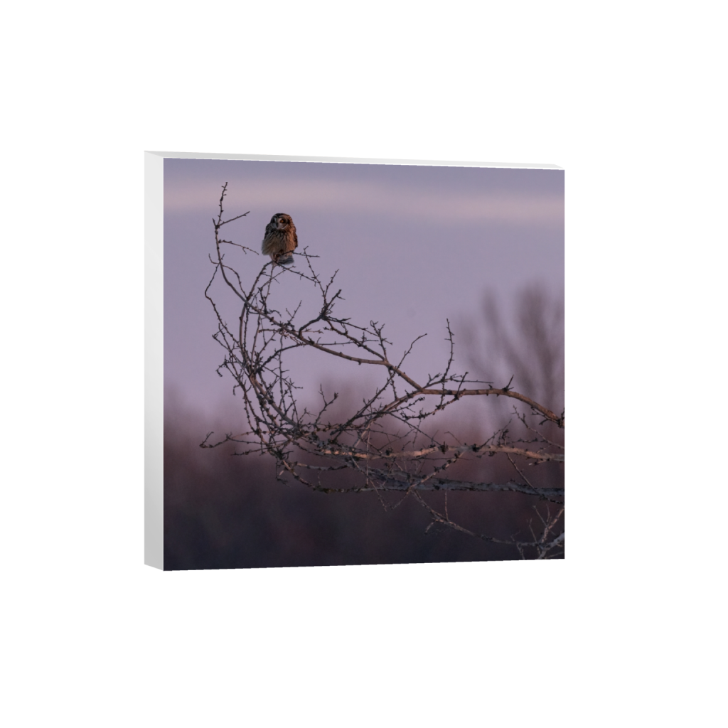 canvas_square_195_0_2605_2605_0_false_ffffff_0_0.png