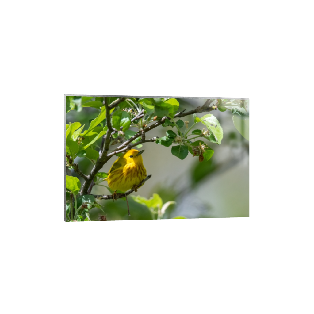 metalprint_rectangle2_3_0_9_2848_1898_0_false_ffffff_0_0.png