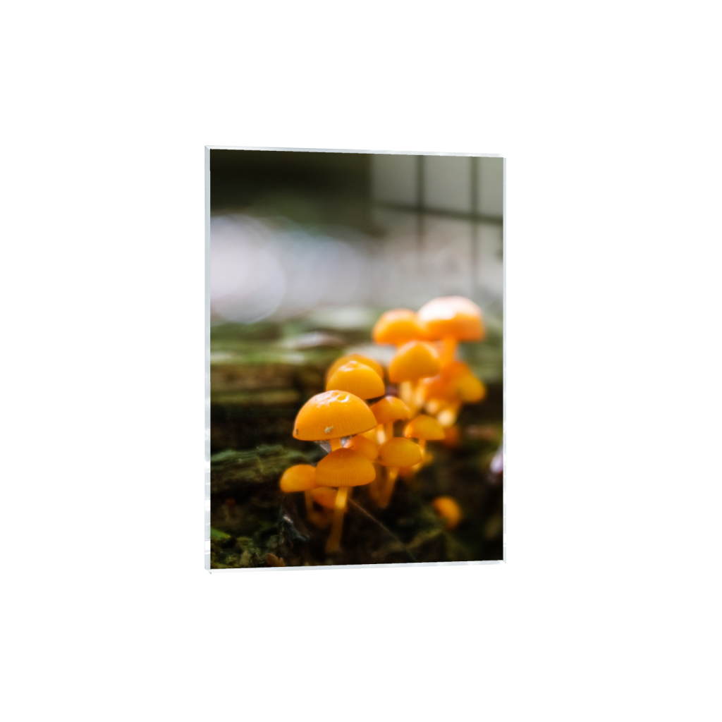 acrylicprint_rectangle5_7_288_0_4125_5775_0_false_ffffff_0_0.png