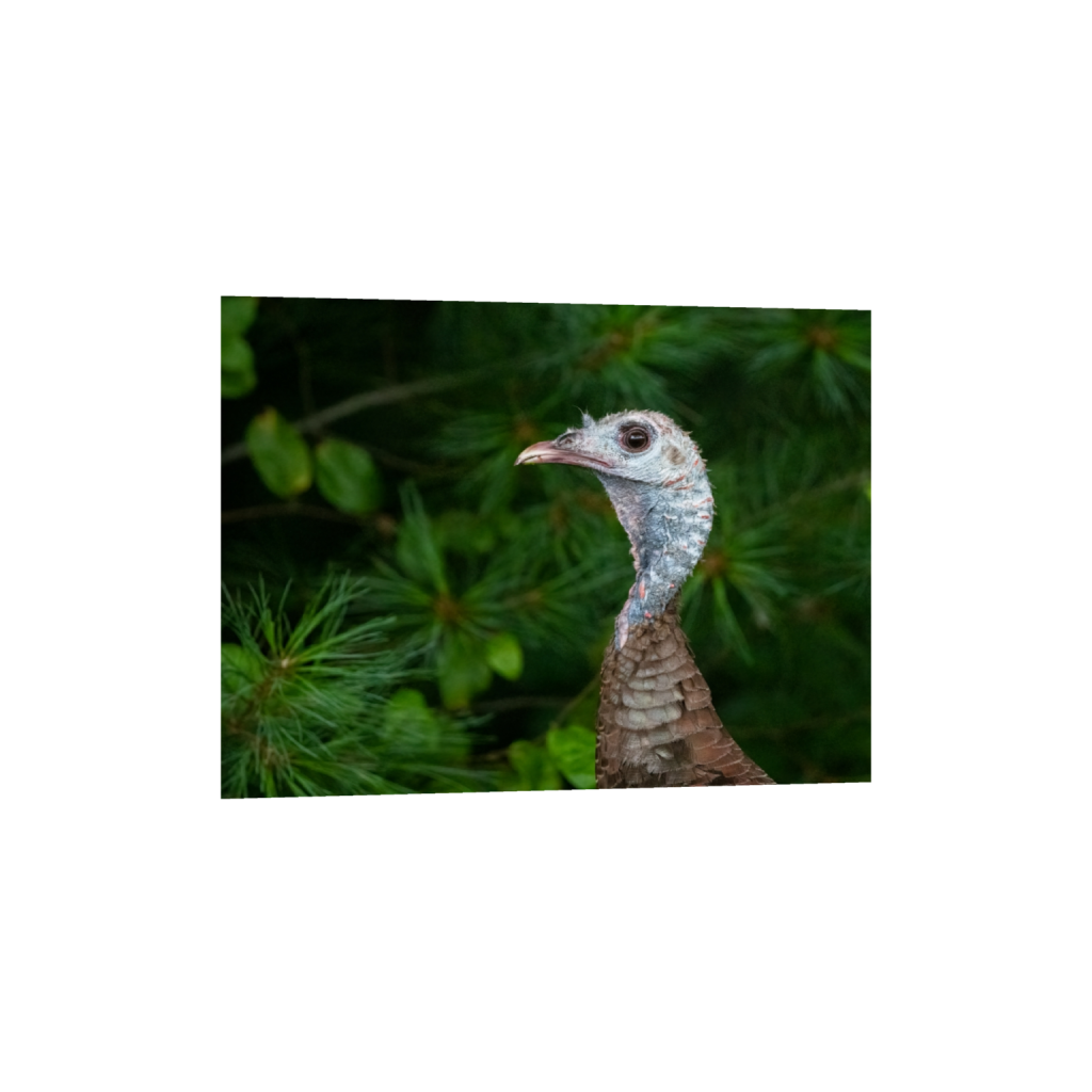 fineartprints_rectangle3_4_599_0_4698_3524_0_false_ffffff_0_0.png