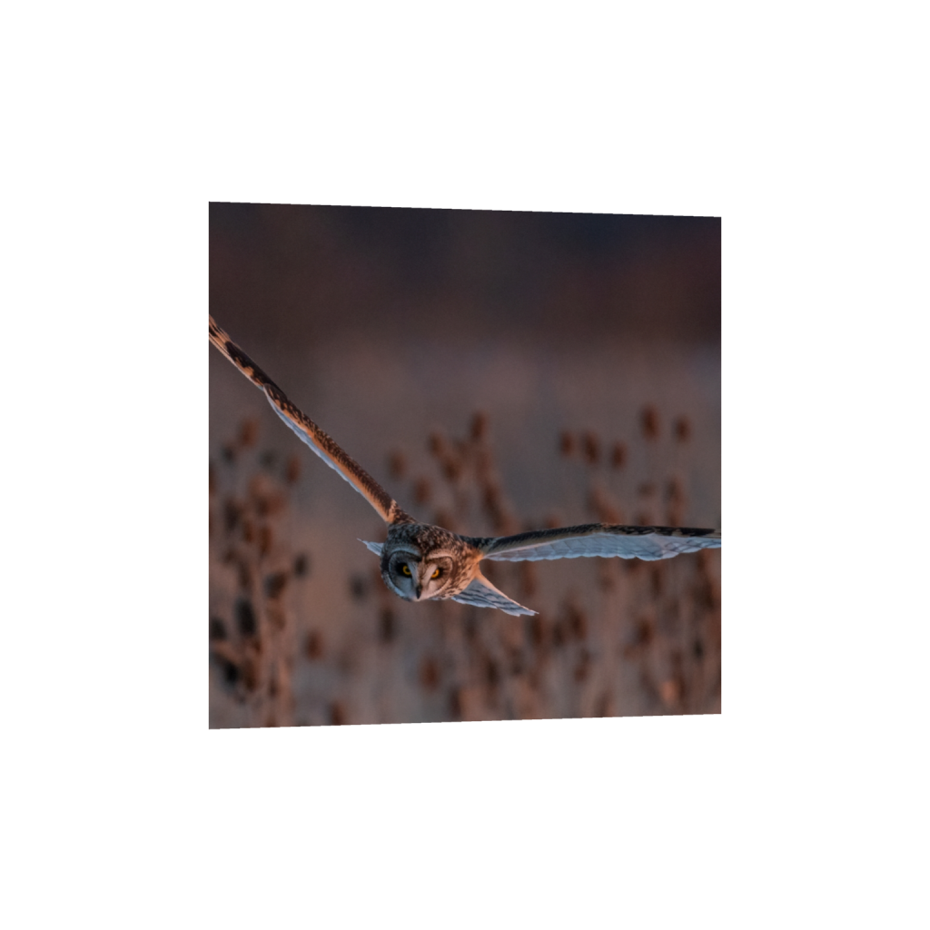 fineartprints_square_341_0_1795_1795_0_false_ffffff_0_0.png