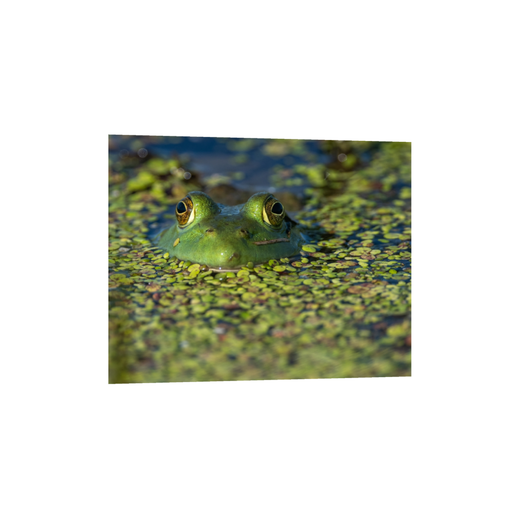fineartprints_rectangle4_5_182_0_3046_2437_0_false_ffffff_0_0.png