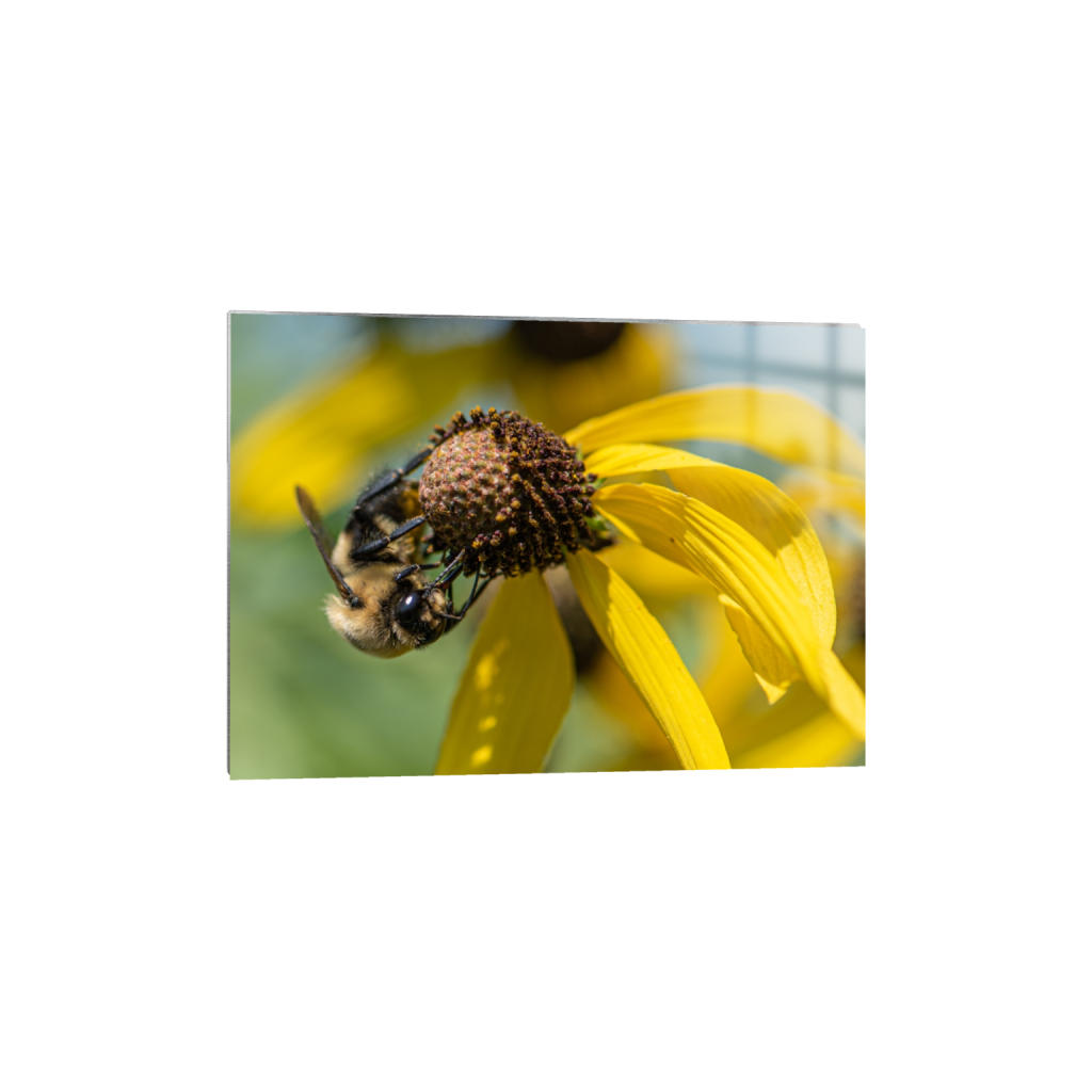 metalprint_rectangle5_7_217_0_3108_2220_0_false_ffffff_0_0.png