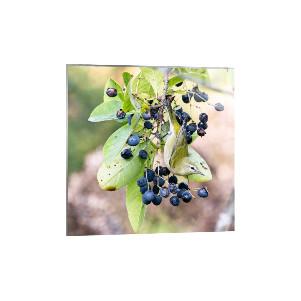 metalprint_square_0_398_1771_1771_0_false_ffffff_0_0.png