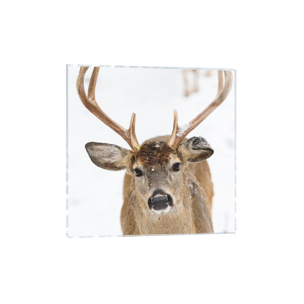 acrylicprint_square_0_428_2677_2677_0_false_ffffff_0_0.png
