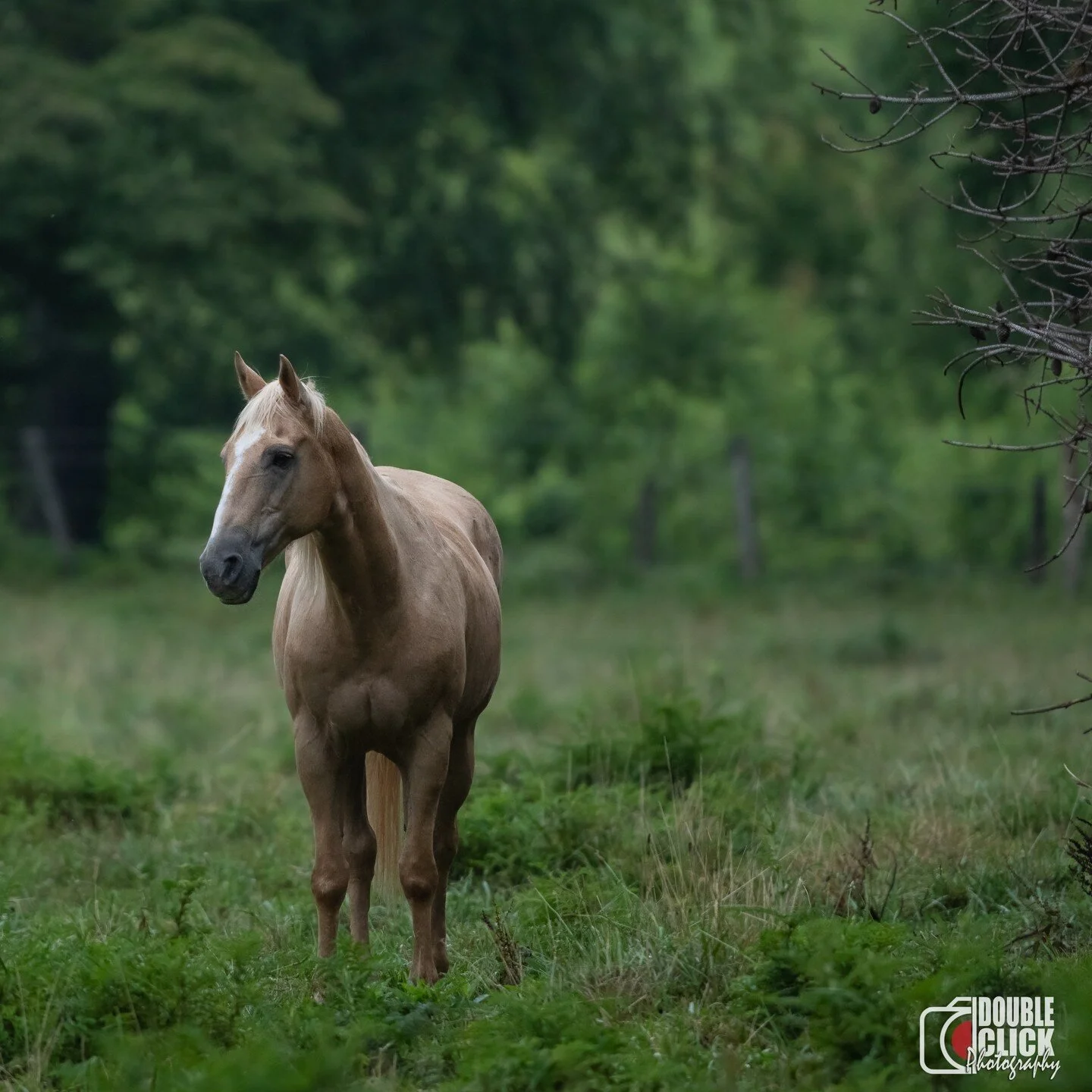 #tennesse #smokymountains #cadescove #horse