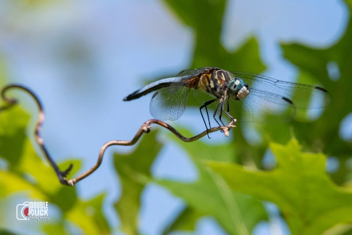 #dragonfly #dragonflies #summer