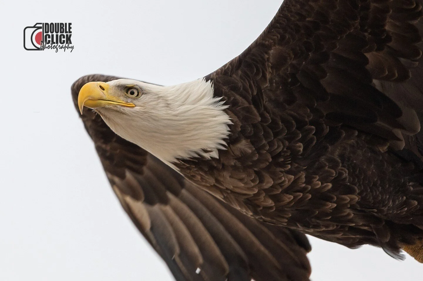 #freedom #eagle #usa