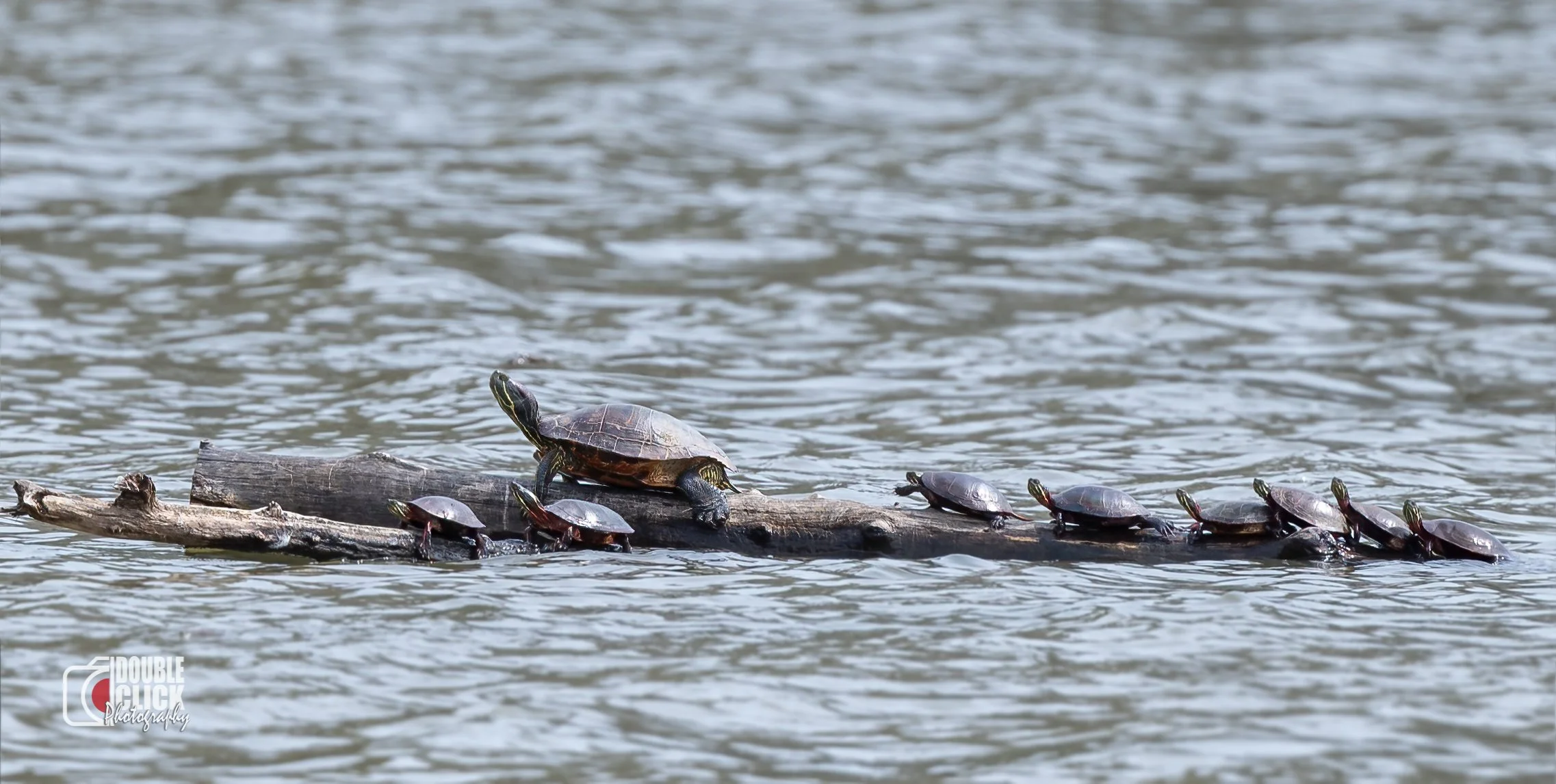 DSC_5313-Edit-Edit - Copy.jpg