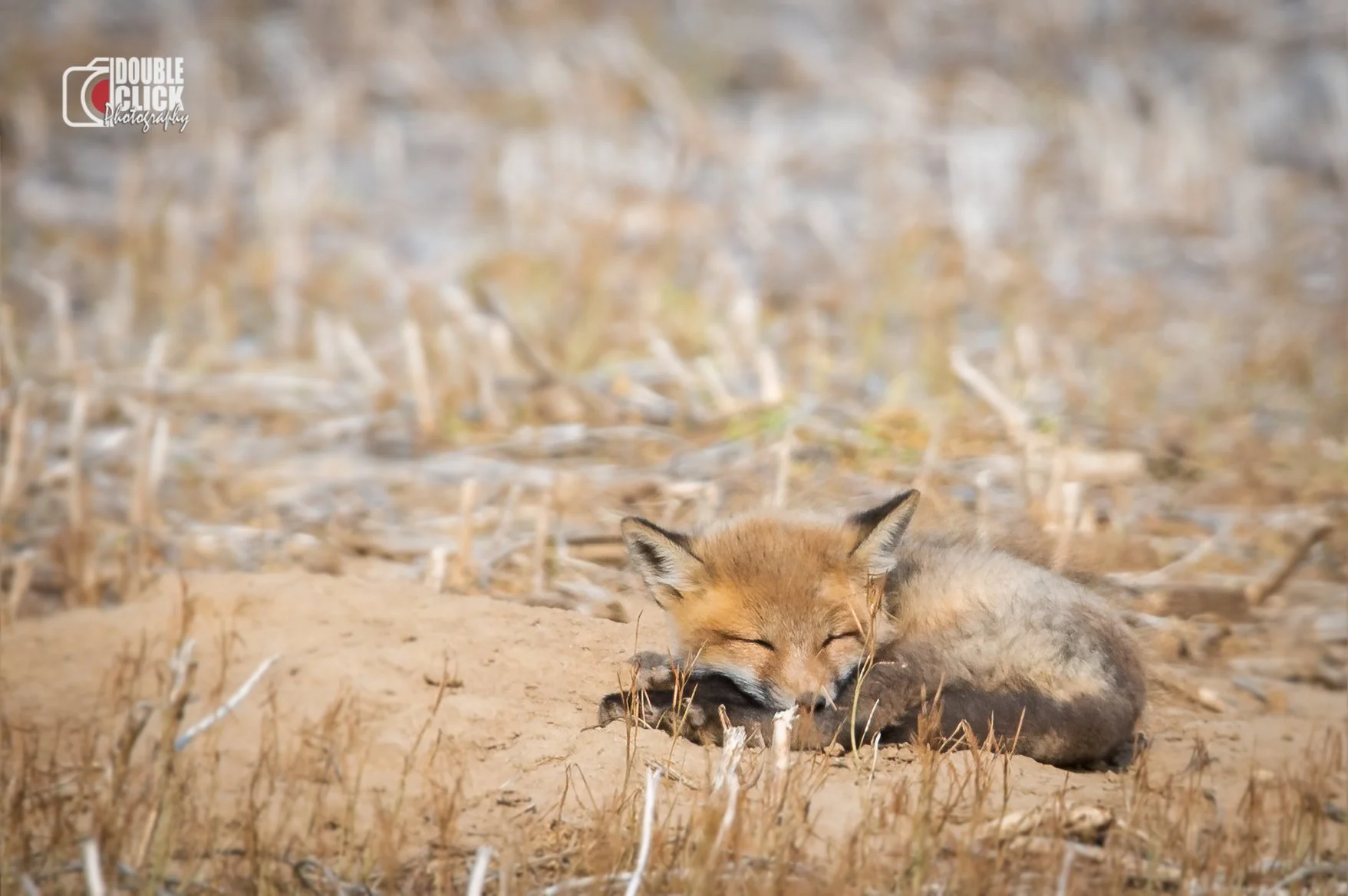 DSC_6394-Edit-Edit - Copy.jpg