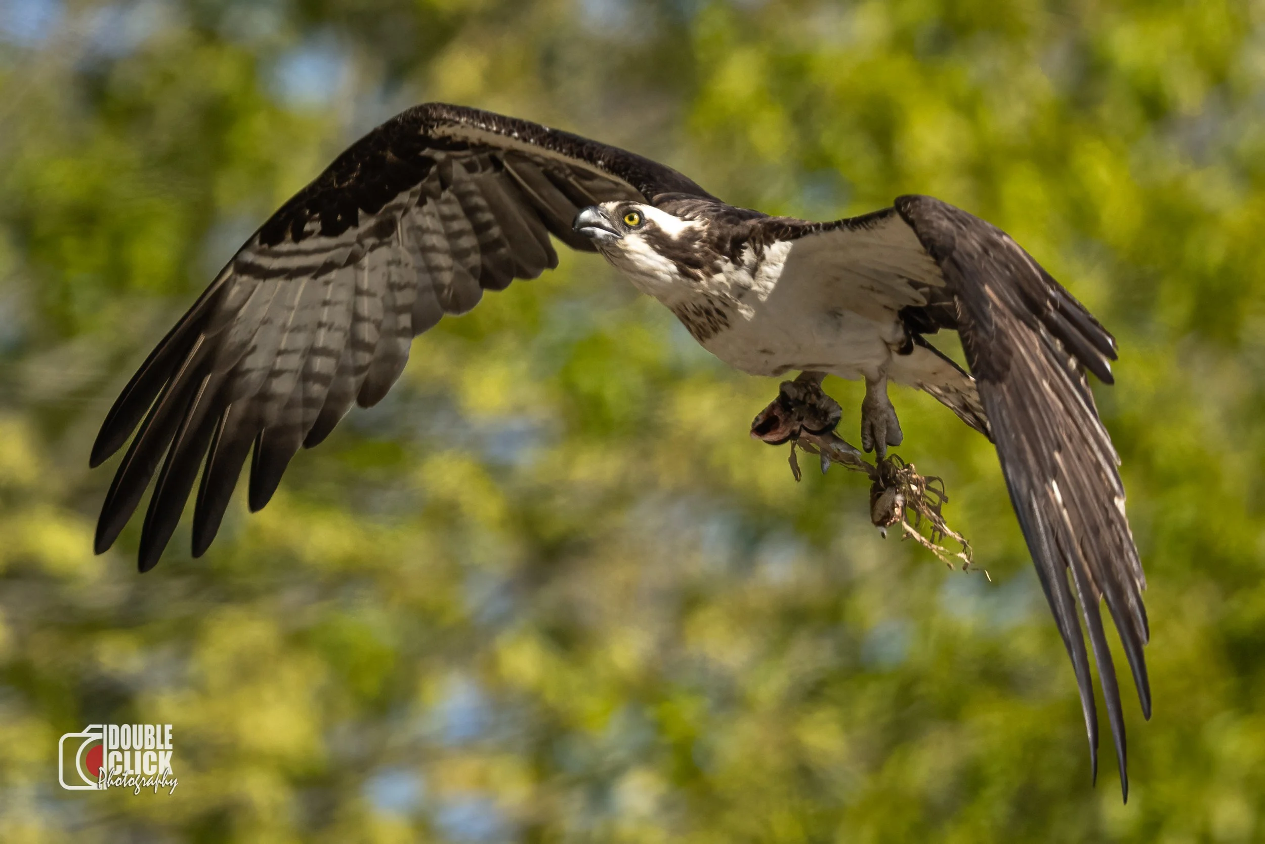 DSC_8741-Edit.jpg