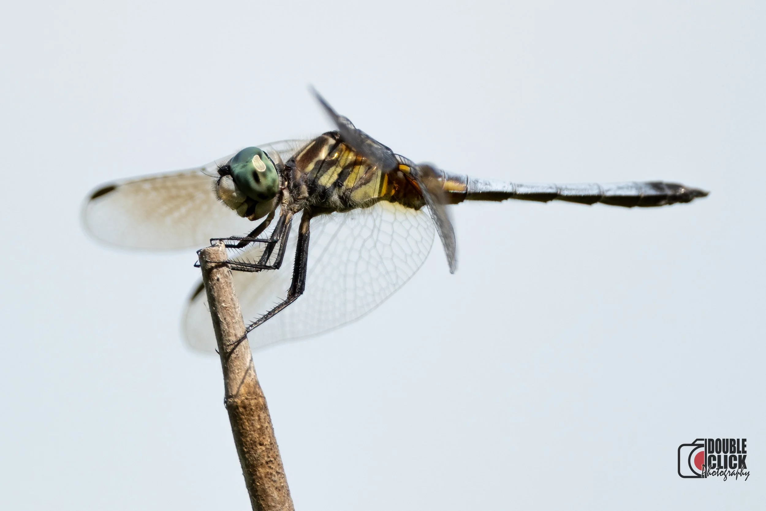 DSC_3023-Edit (2).jpg