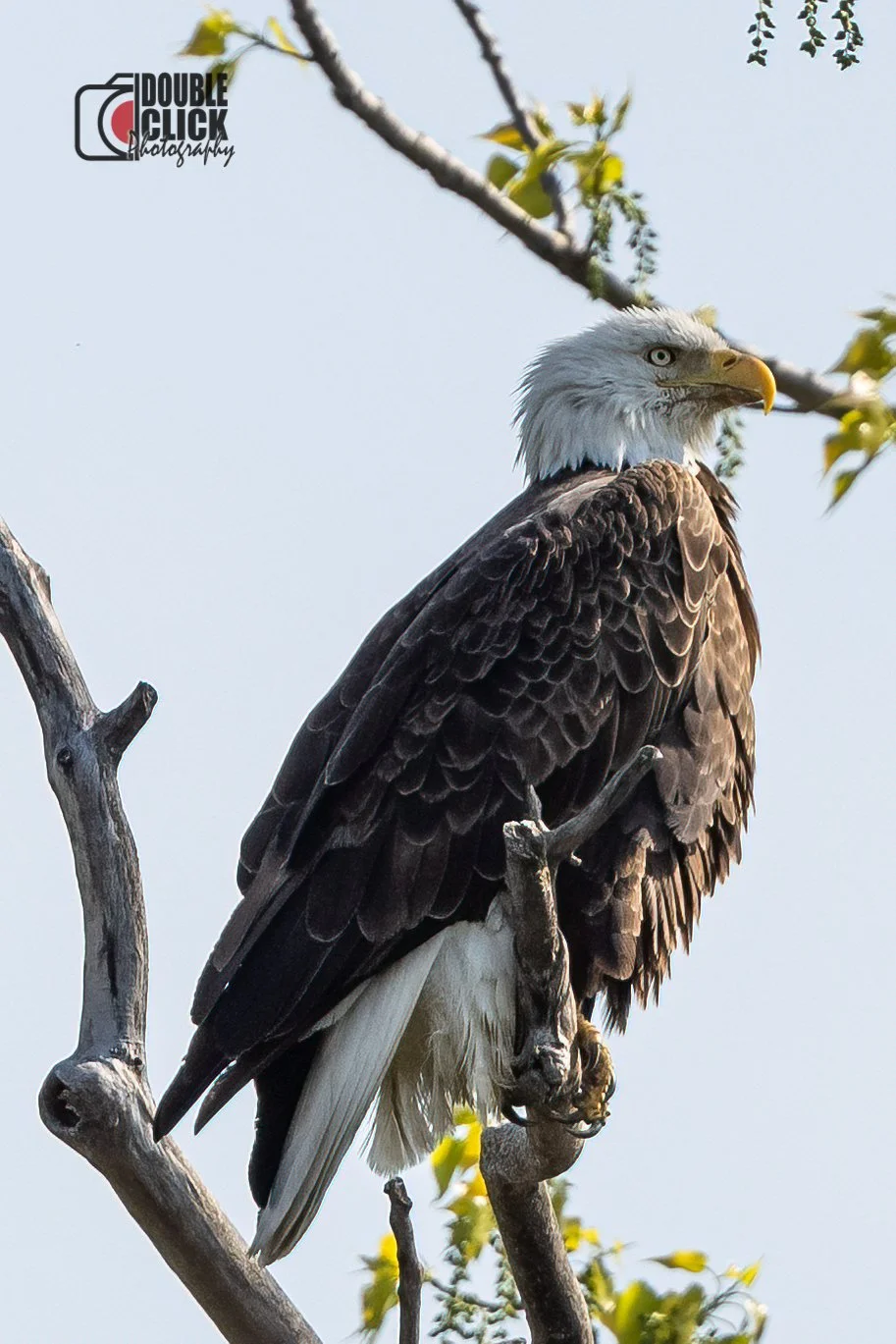 DSC_3989-Edit.jpg