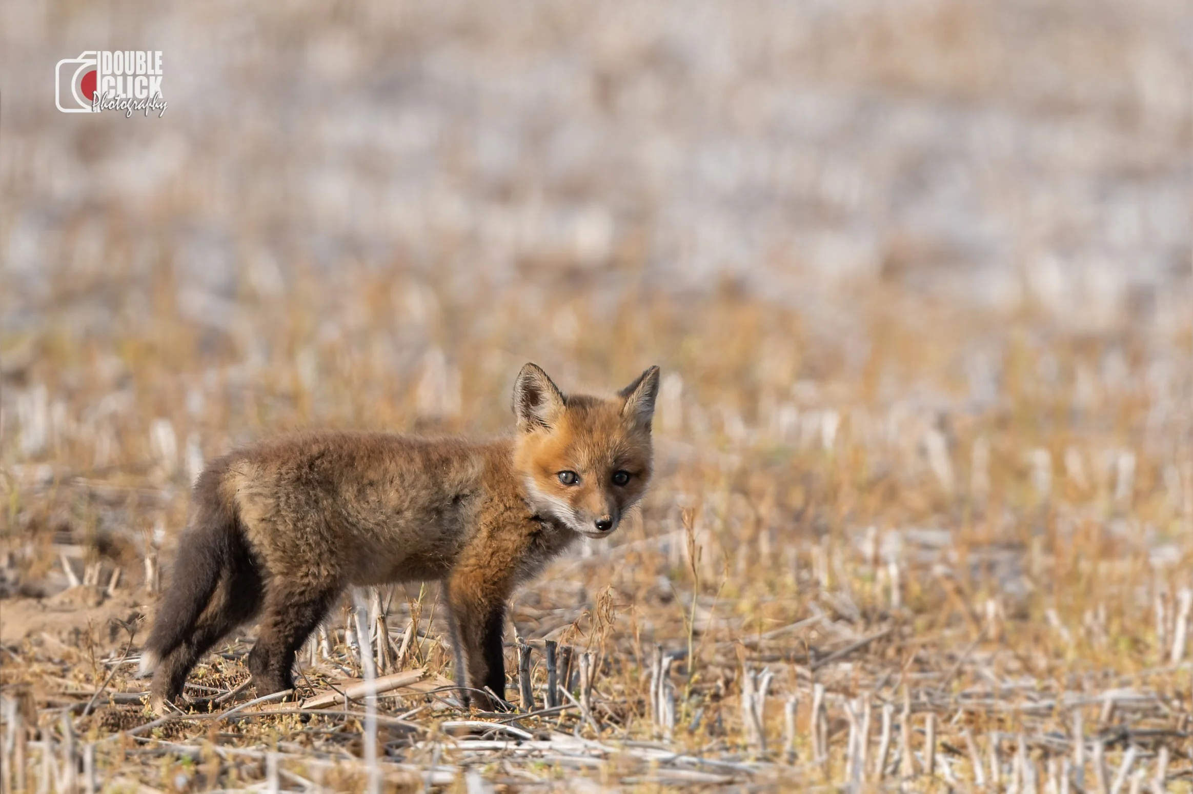 DSC_6475-Edit-Edit - Copy.jpg