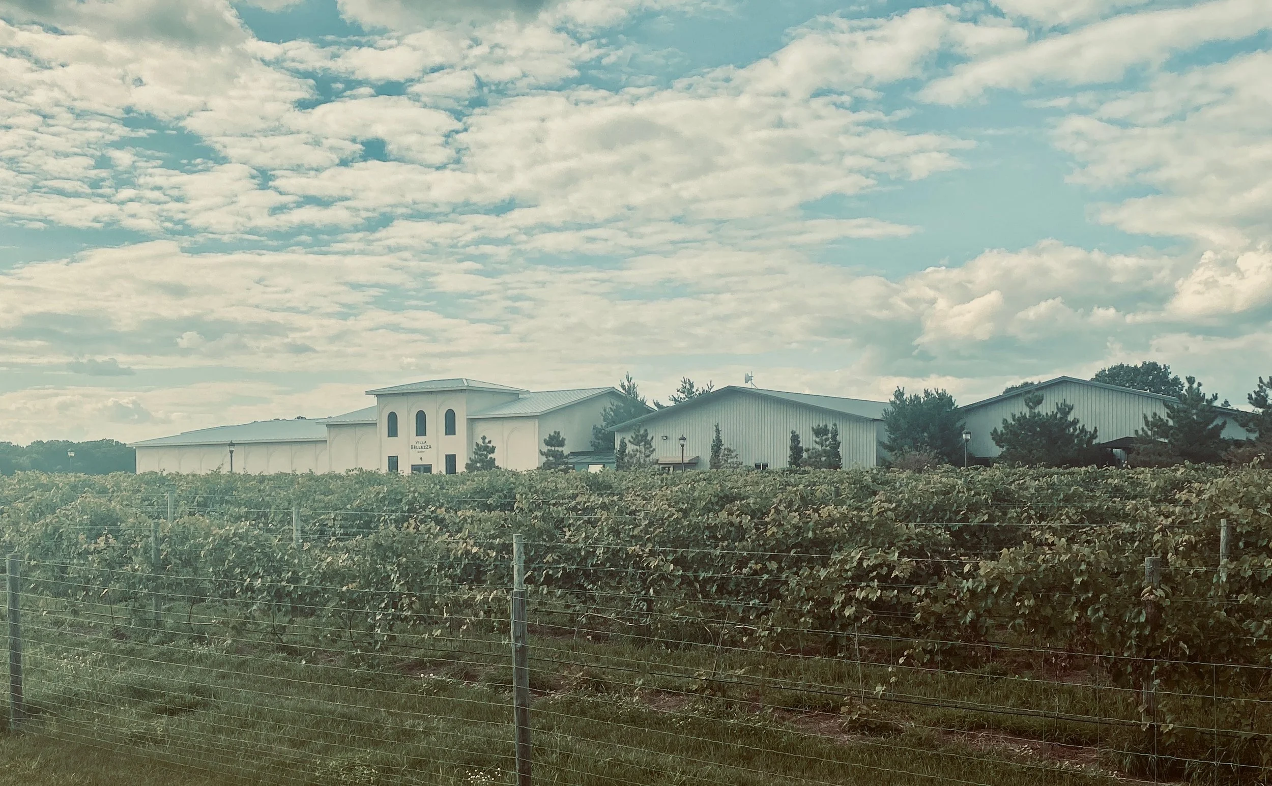 Vineyards.jpeg