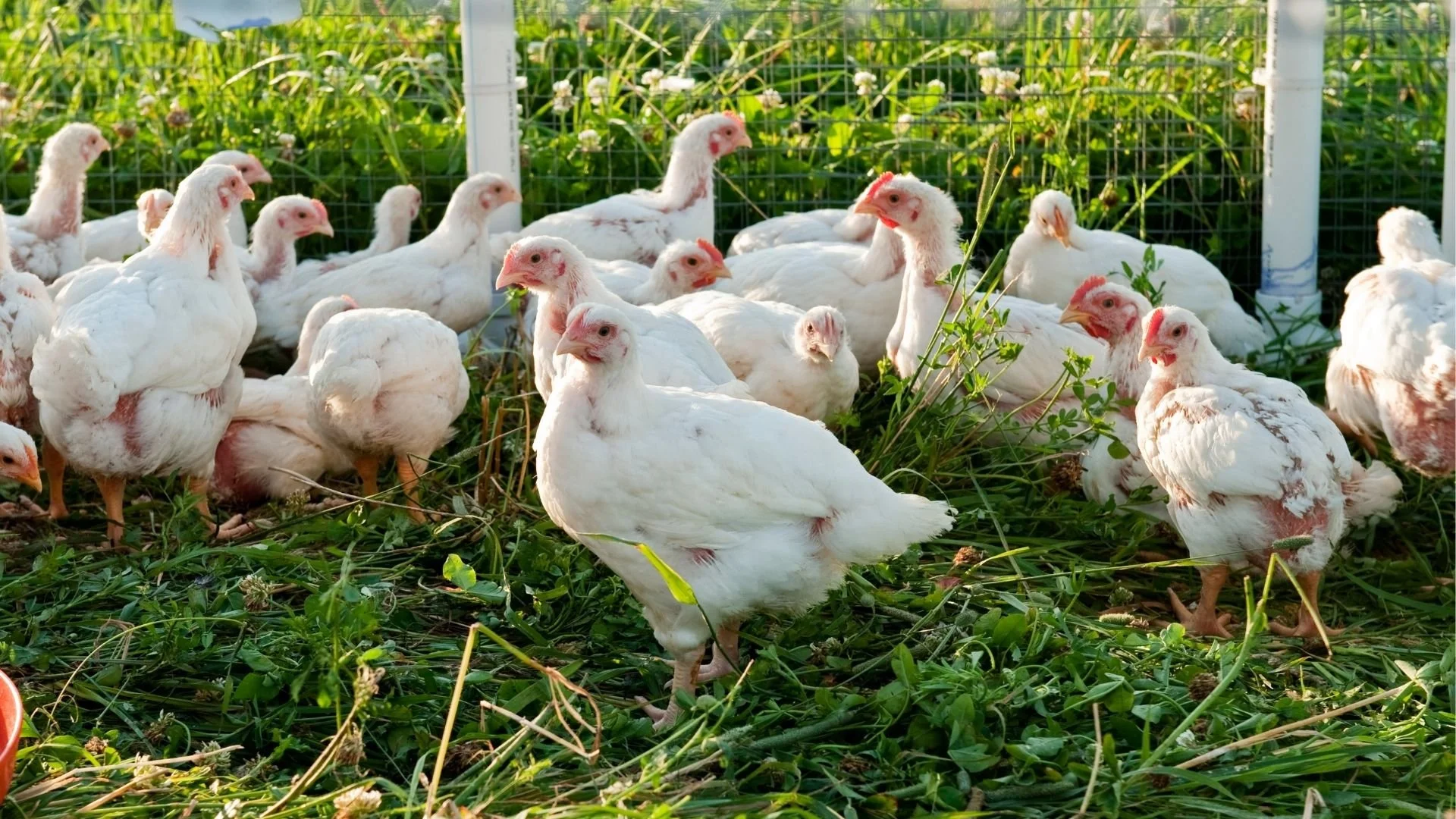 Pastured Chicken 100 GrassFed Beef, Pastured Pork & Chicken