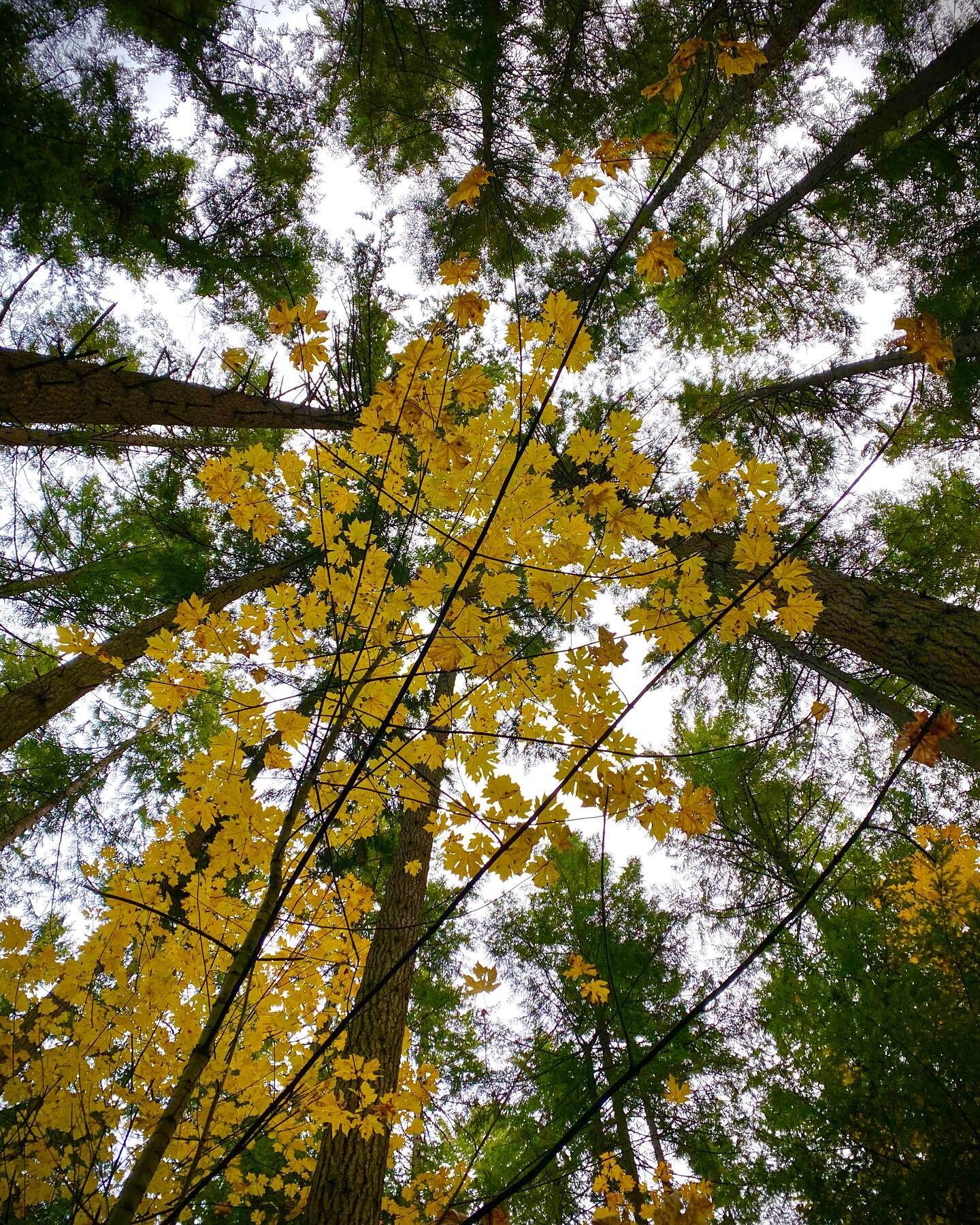 In this season of short days, low ceilings and little sunlight, I sometimes forget to look up. But when I do, I immediately feel better. 
#pnwweather