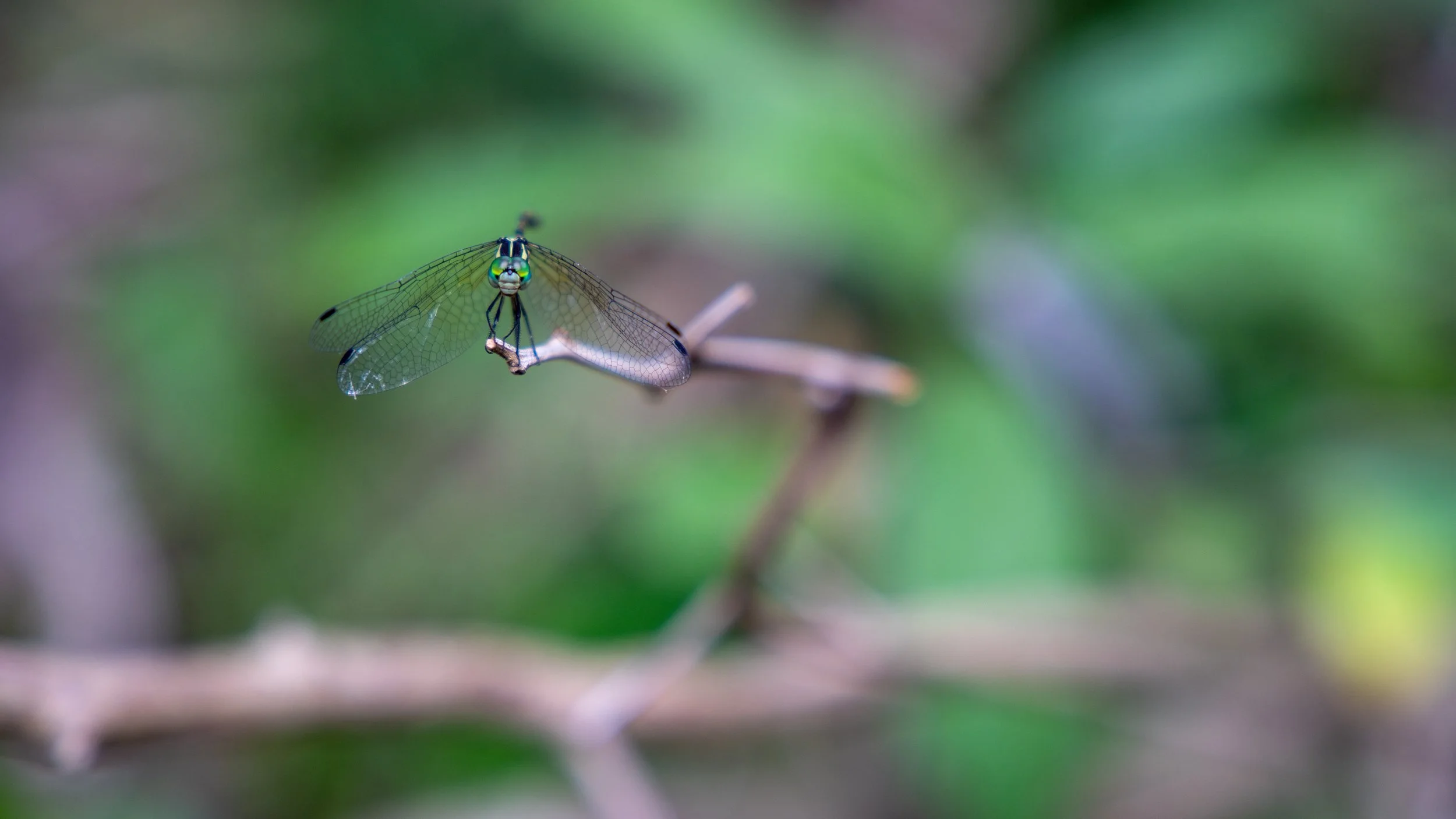 A close-up of a green dragonfly perched on a thin branch with a blurred green background.