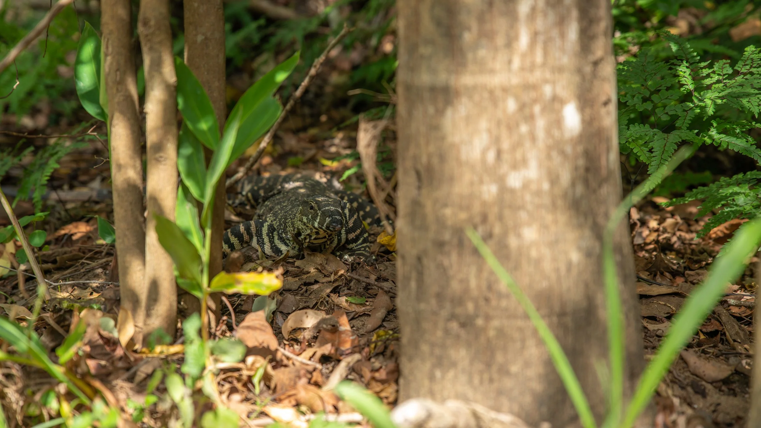 A lizard on leaf litter among plants and small trees in a forest.