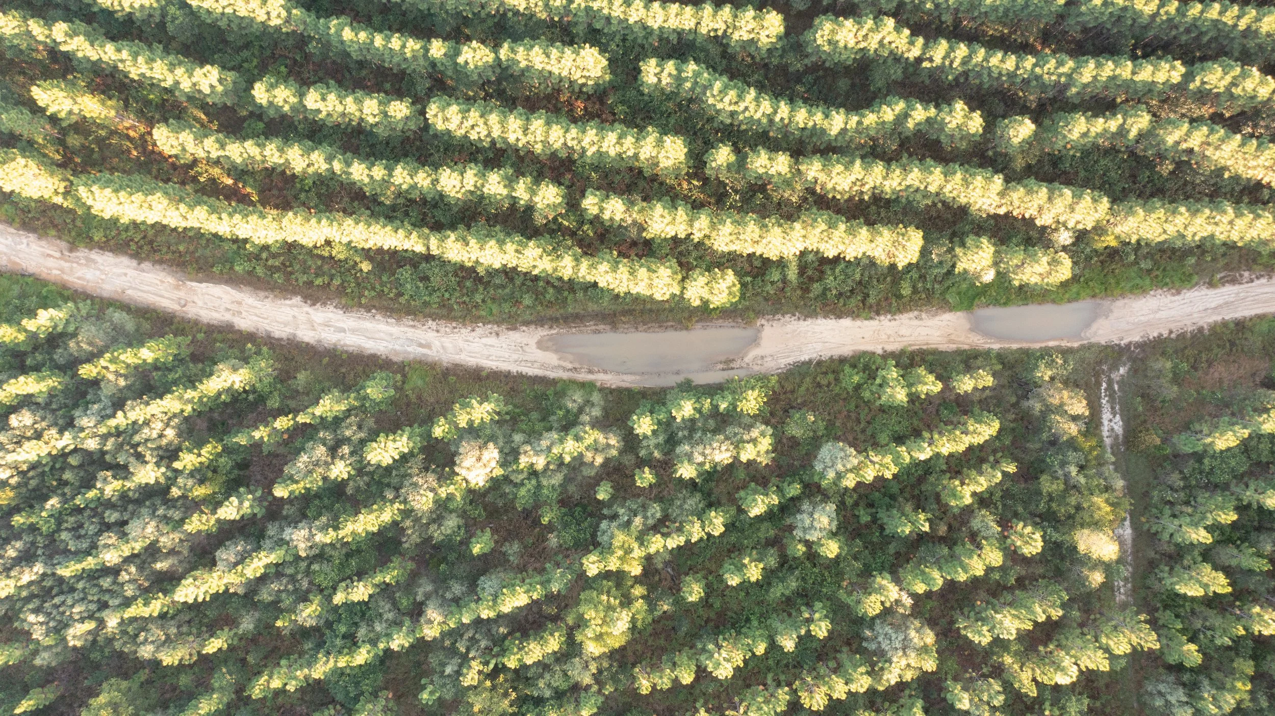 An aerial view of a dirt road running through a forested area with trees and small ponds.