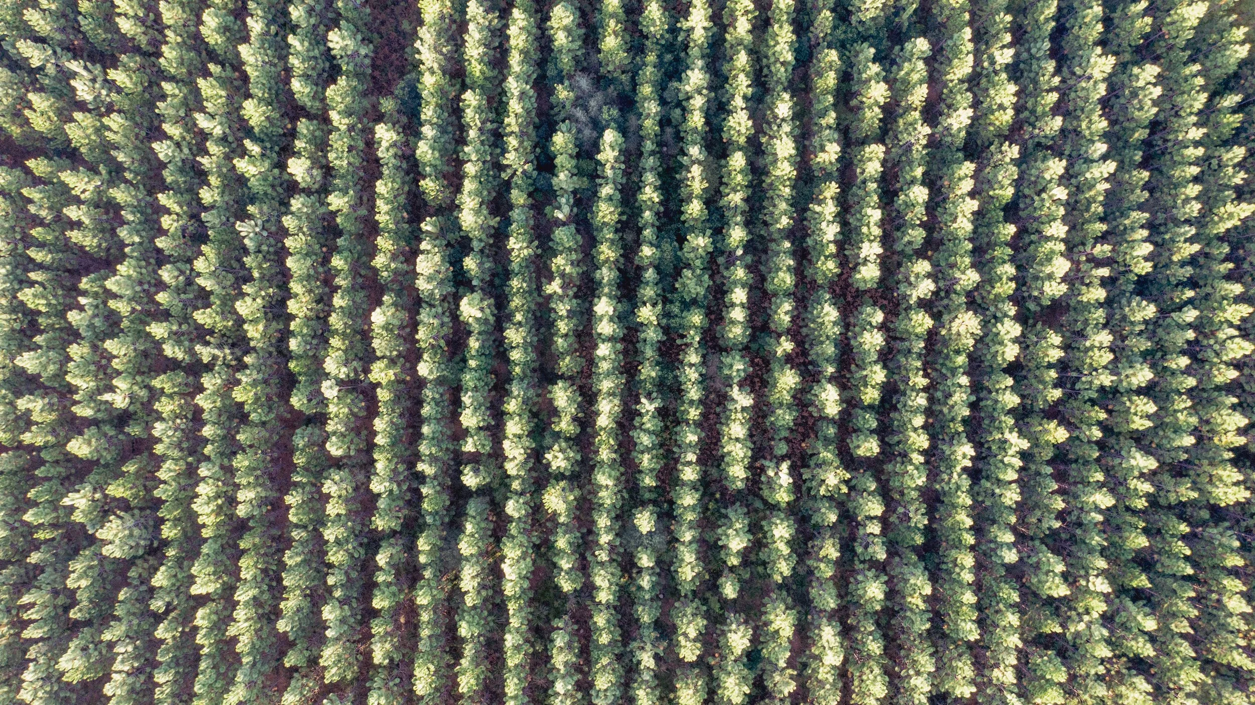 An aerial view of a dense green pine forest with tall, evenly spaced trees.