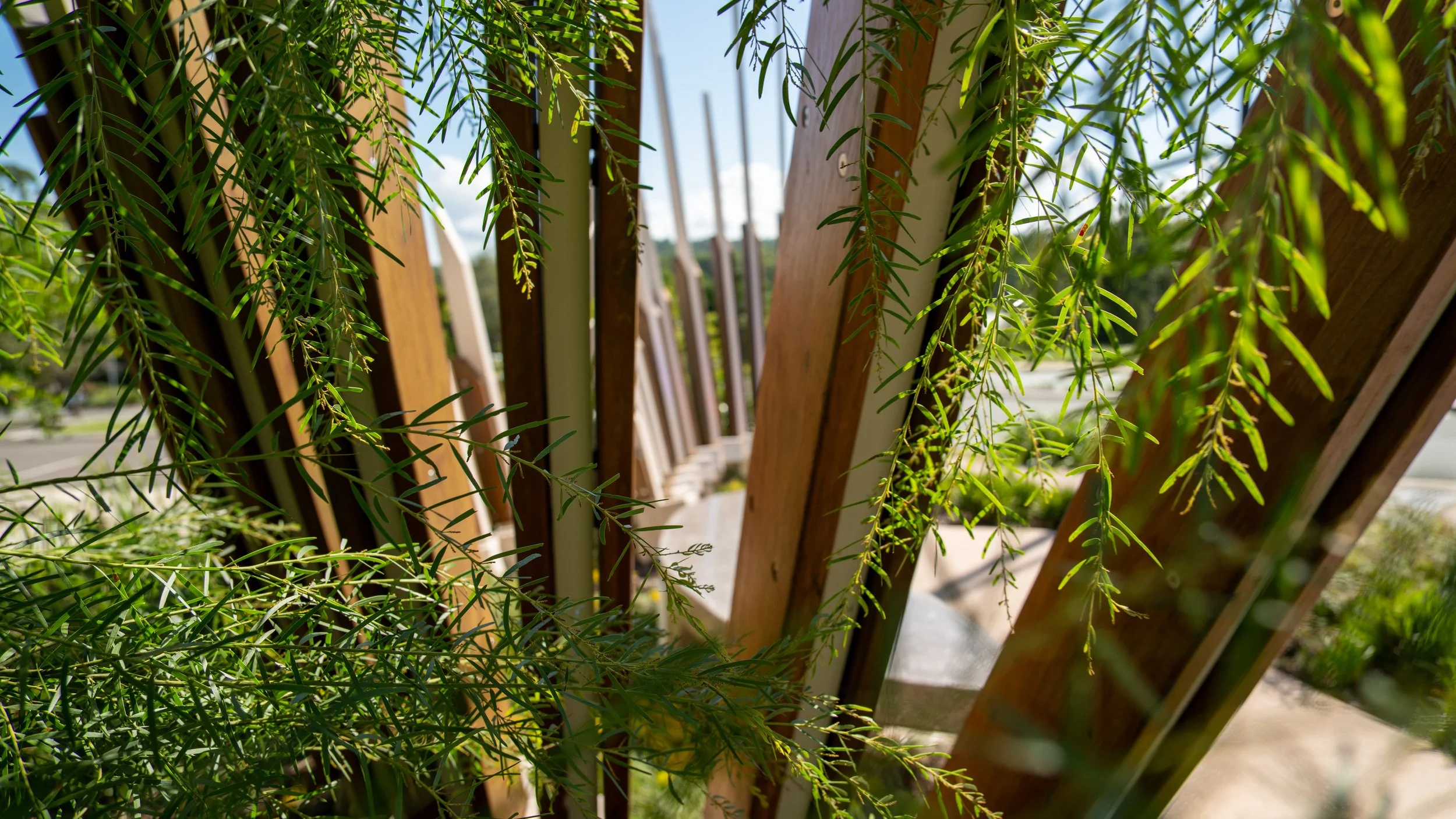 Close-up view of green foliage and wooden and metal structures outdoors on a sunny day.