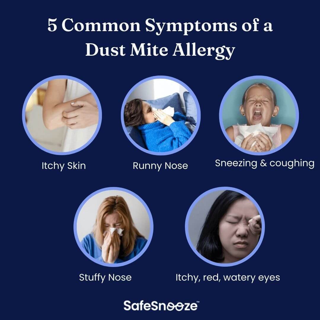 dust-mite-allergy.jpg