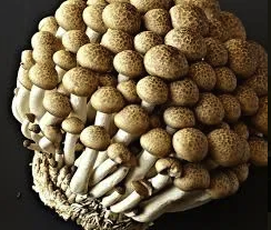 MUSHROOMS