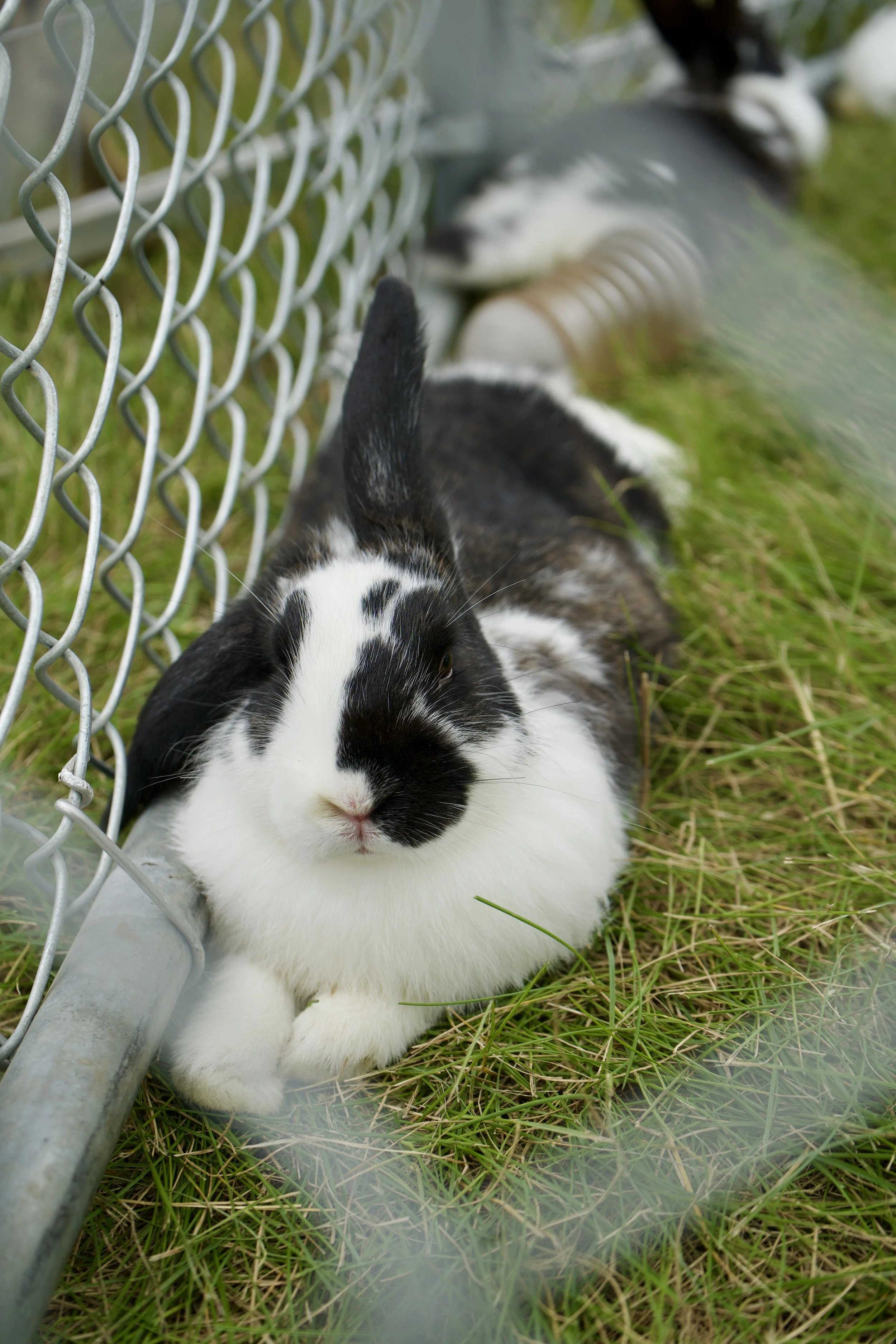 rabbit1-26.jpg
