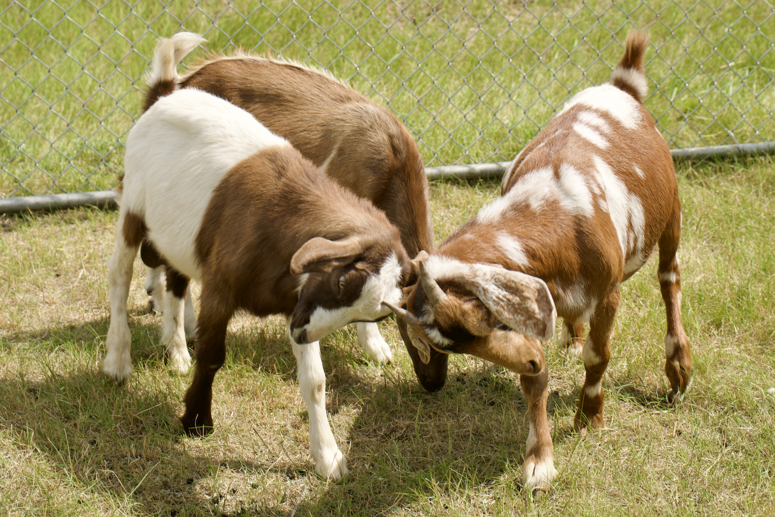 goats-26.png