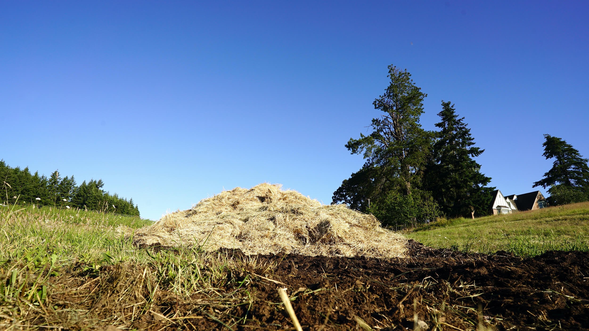 Pile of grass