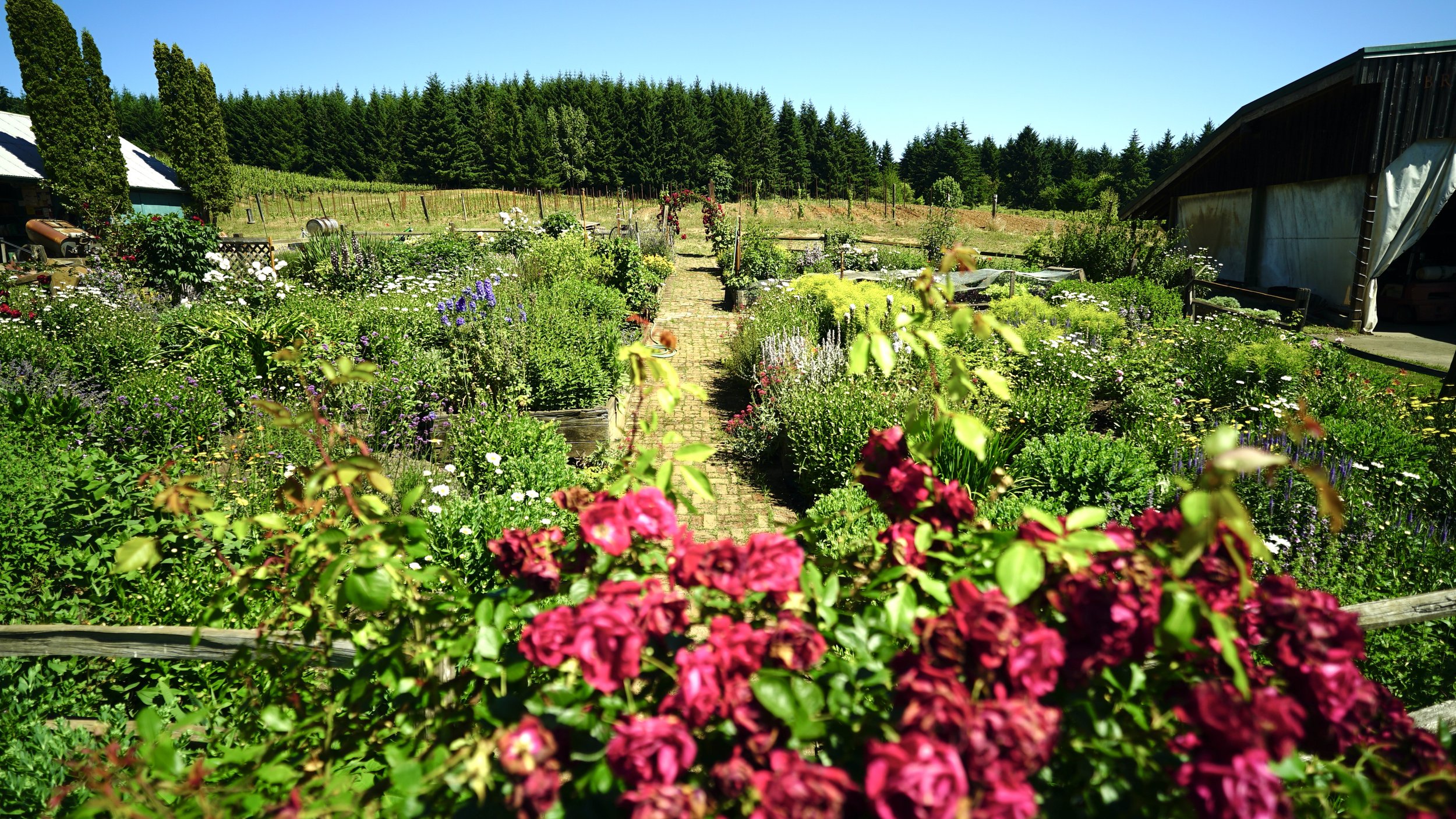 garden_in_bloom.JPG