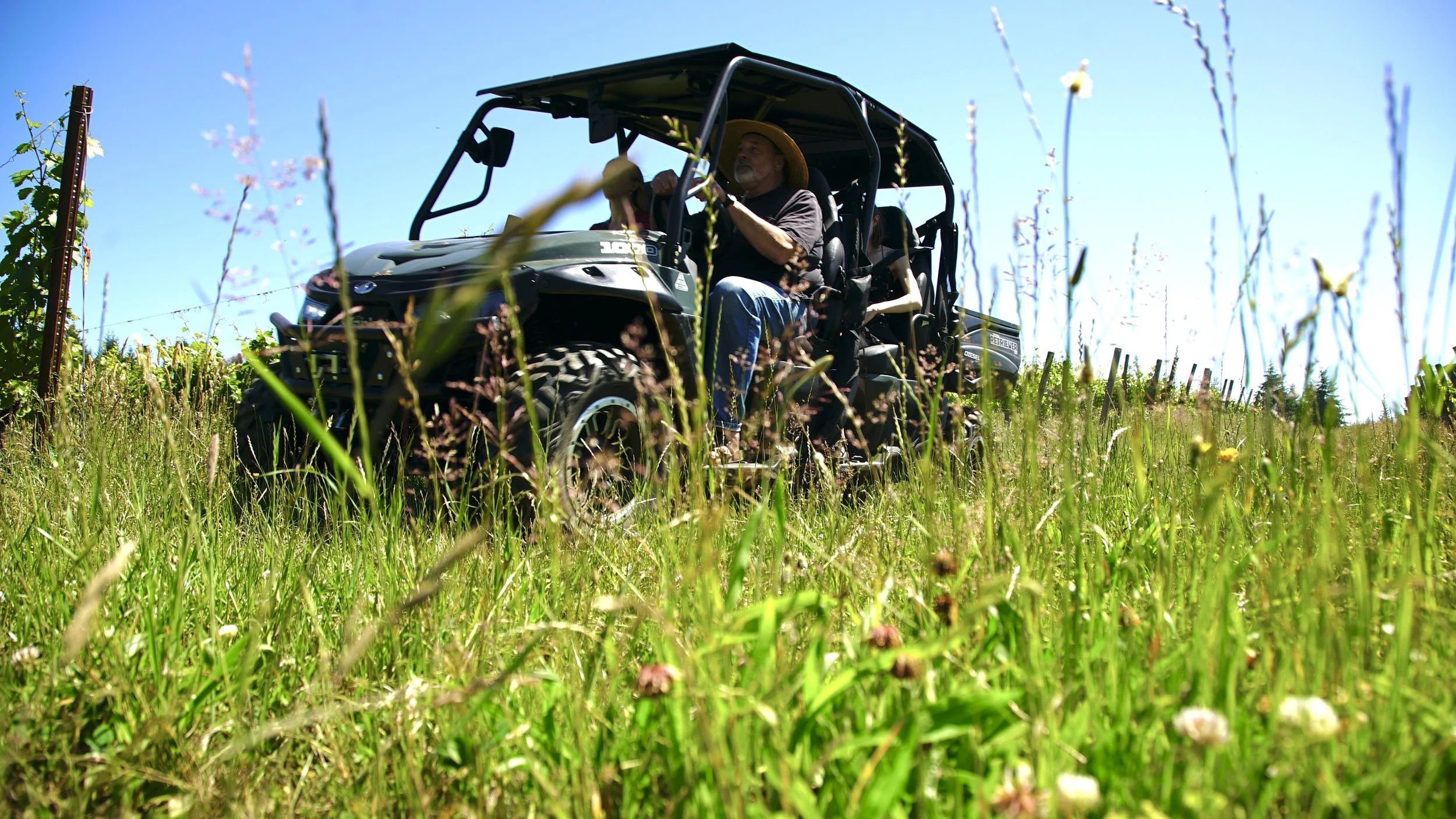 August in the Vineyard