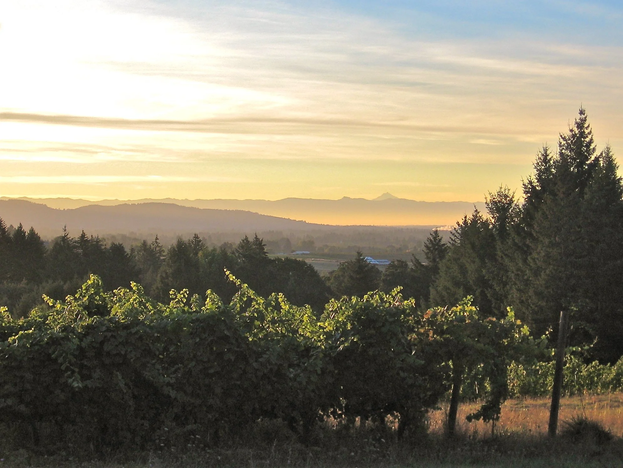 Oregon's Ribbon Ridge Defined