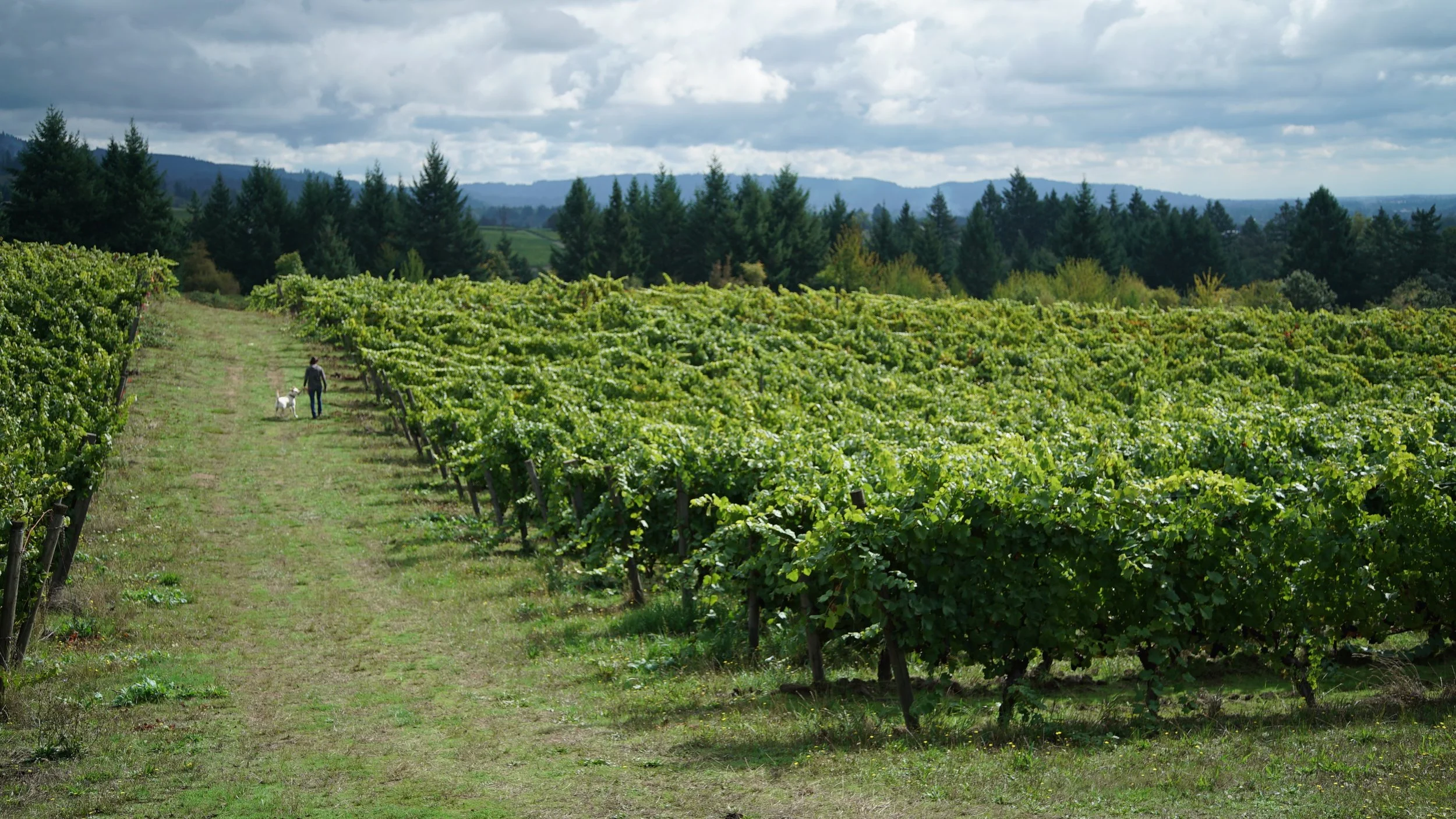 To Our Vineyard... Love, Doug