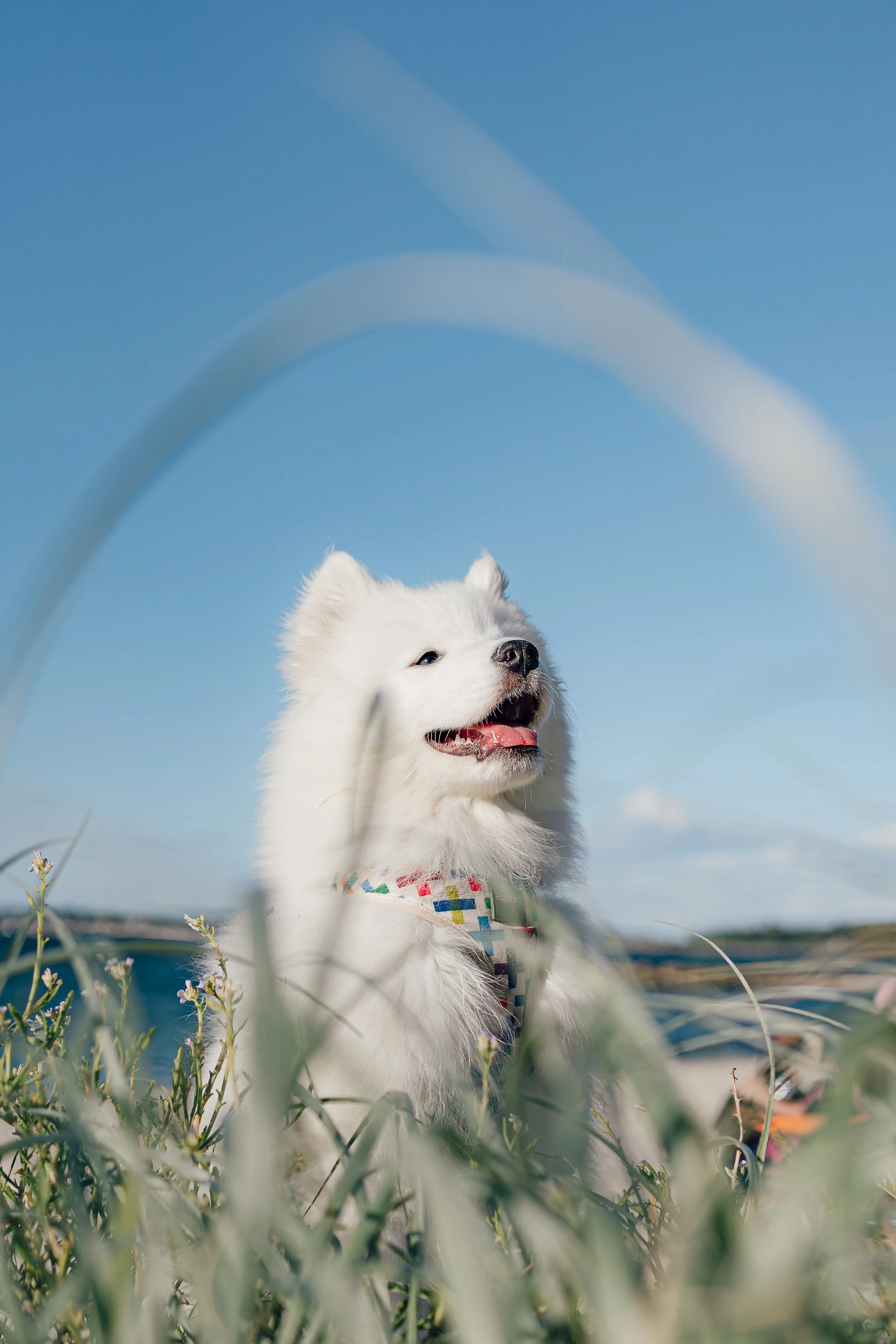 Jiagang_Meeka_Nature & Animals.jpg