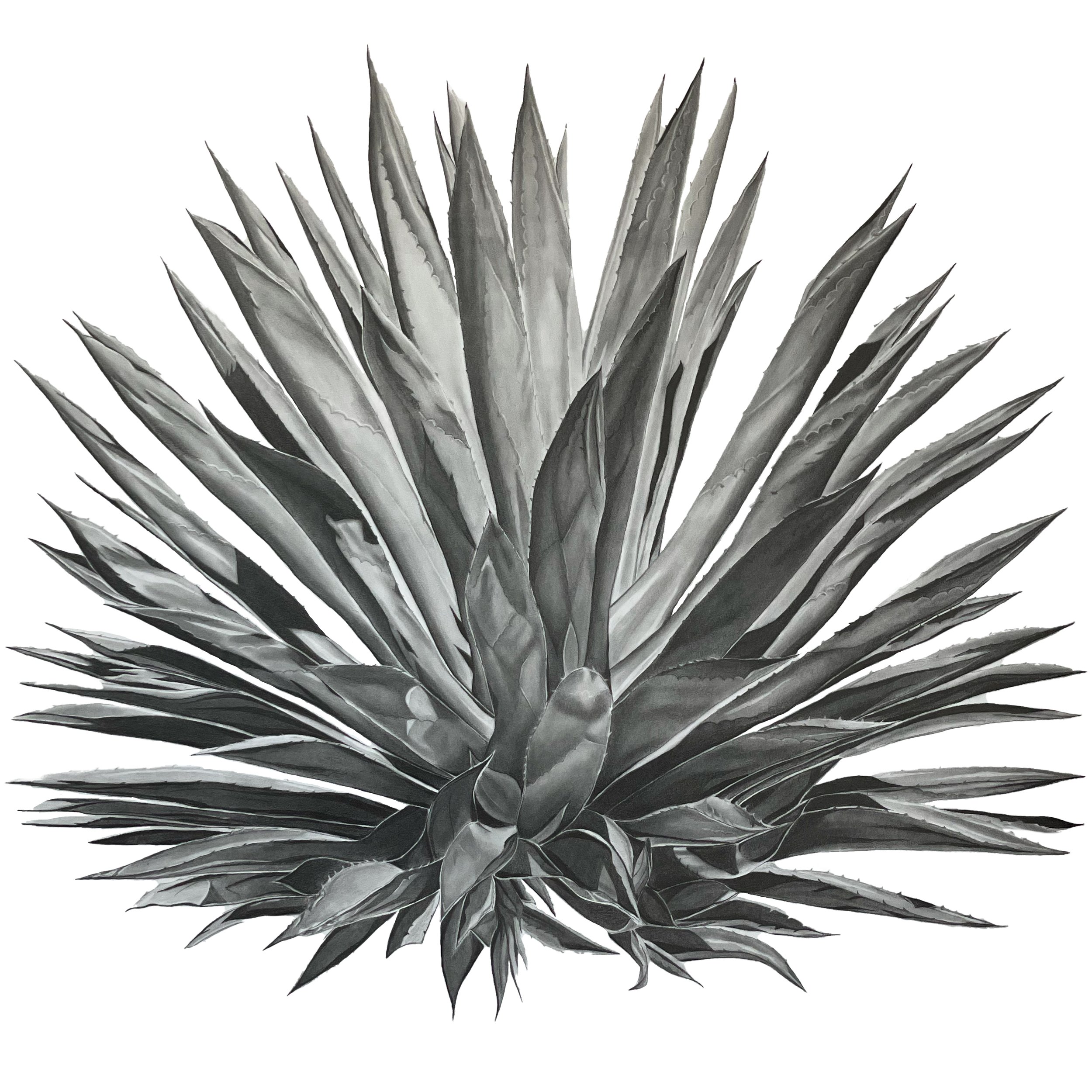 newest blue agave.jpg