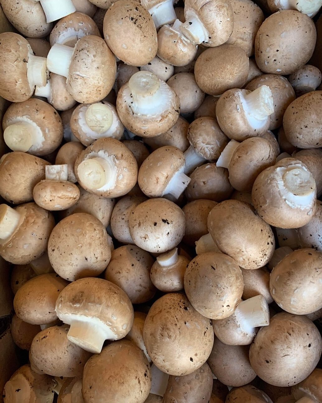 Beautiful Gippsland Mushrooms in store today! Along with lots of other fresh produce, cheeses &amp; local wines to keep you stocked up over the weekend 🌱