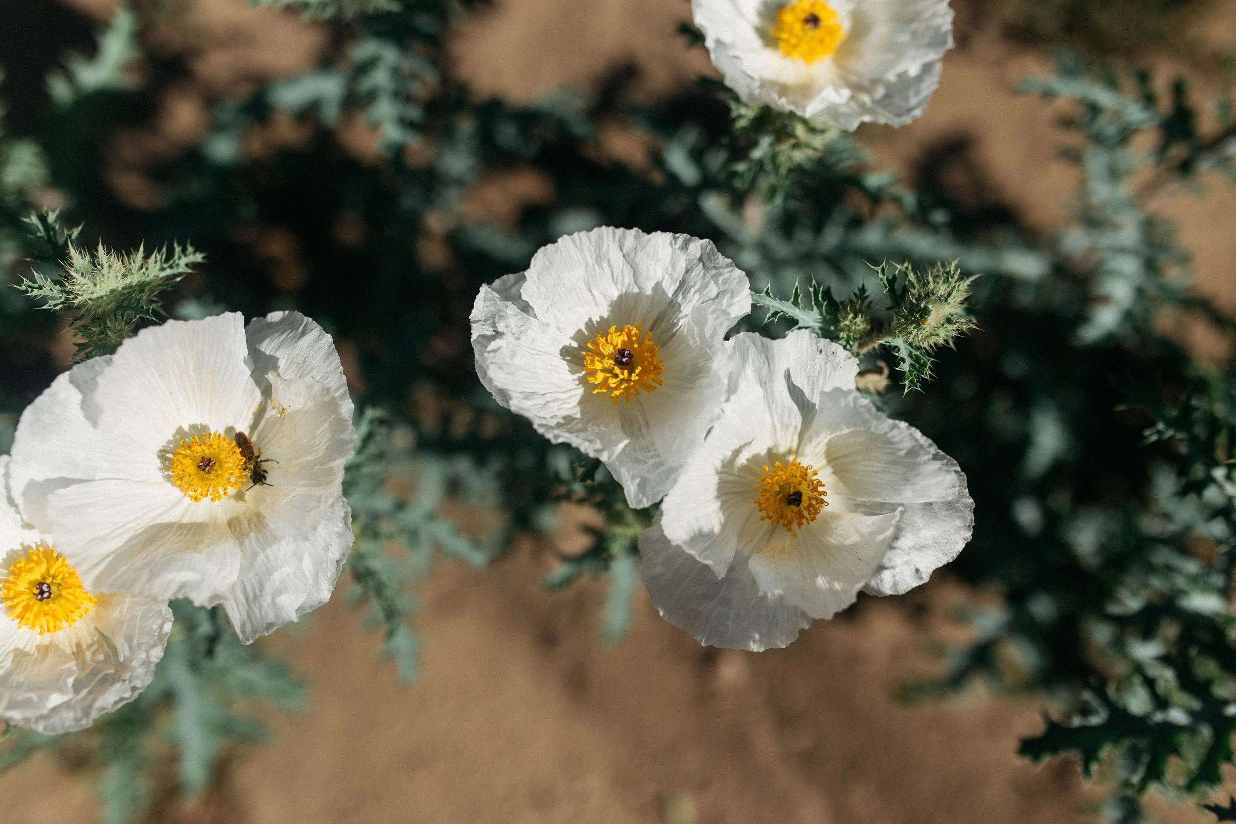 New Mexico