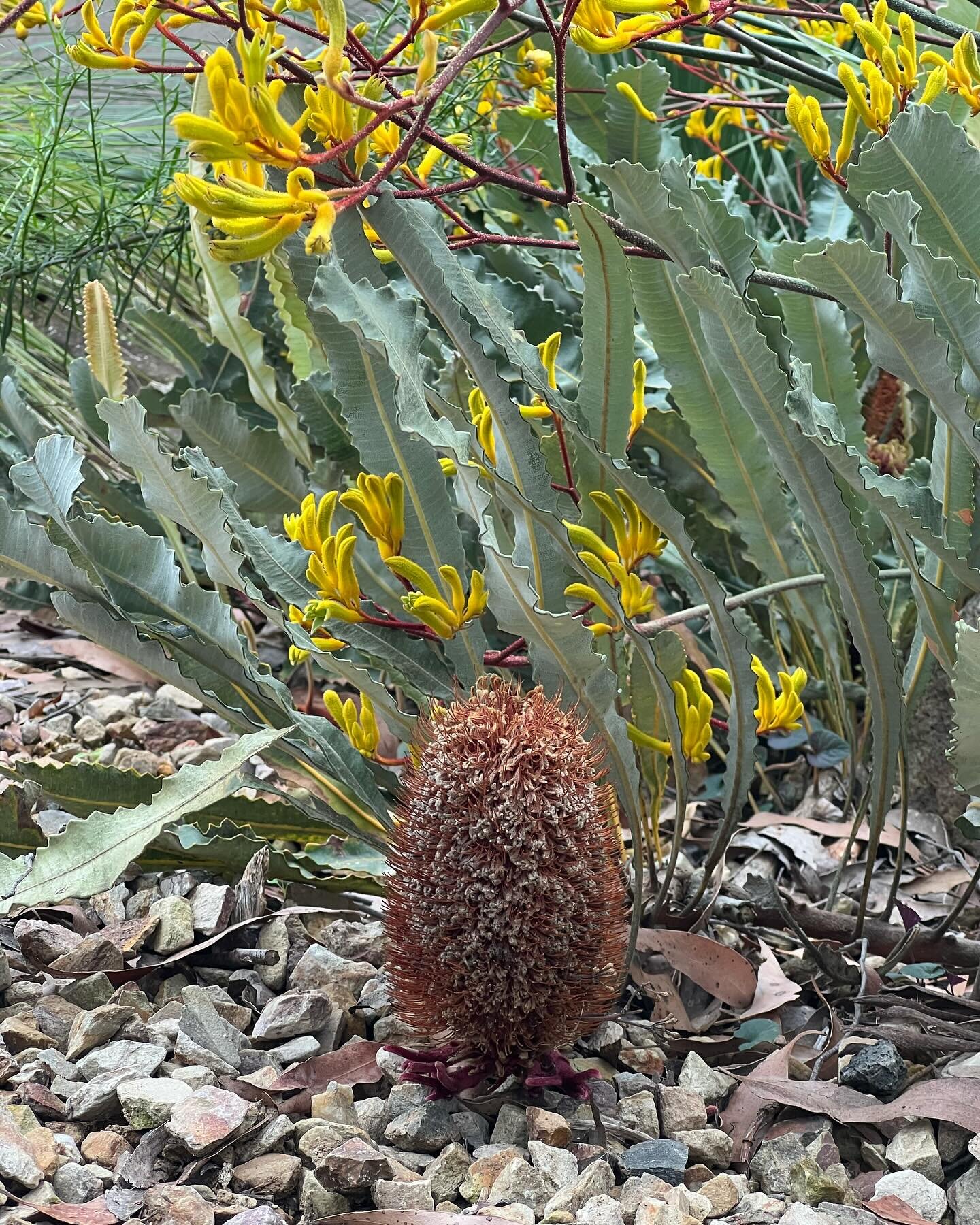 Observations from our garden bringing so much joy to the start of the year ✨

#honeyeater #honeyeatersofaustralia #redwattlebird #nativeaustralianplants #nativeaustraliagarden #nativeaustralianflowers #woiworrung #dandenongranges #australiangardens #