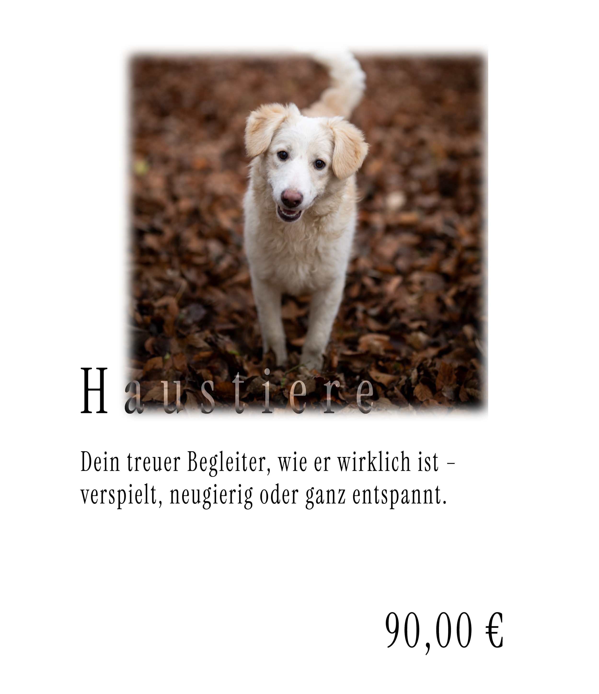 Website Header-Haustiere.png