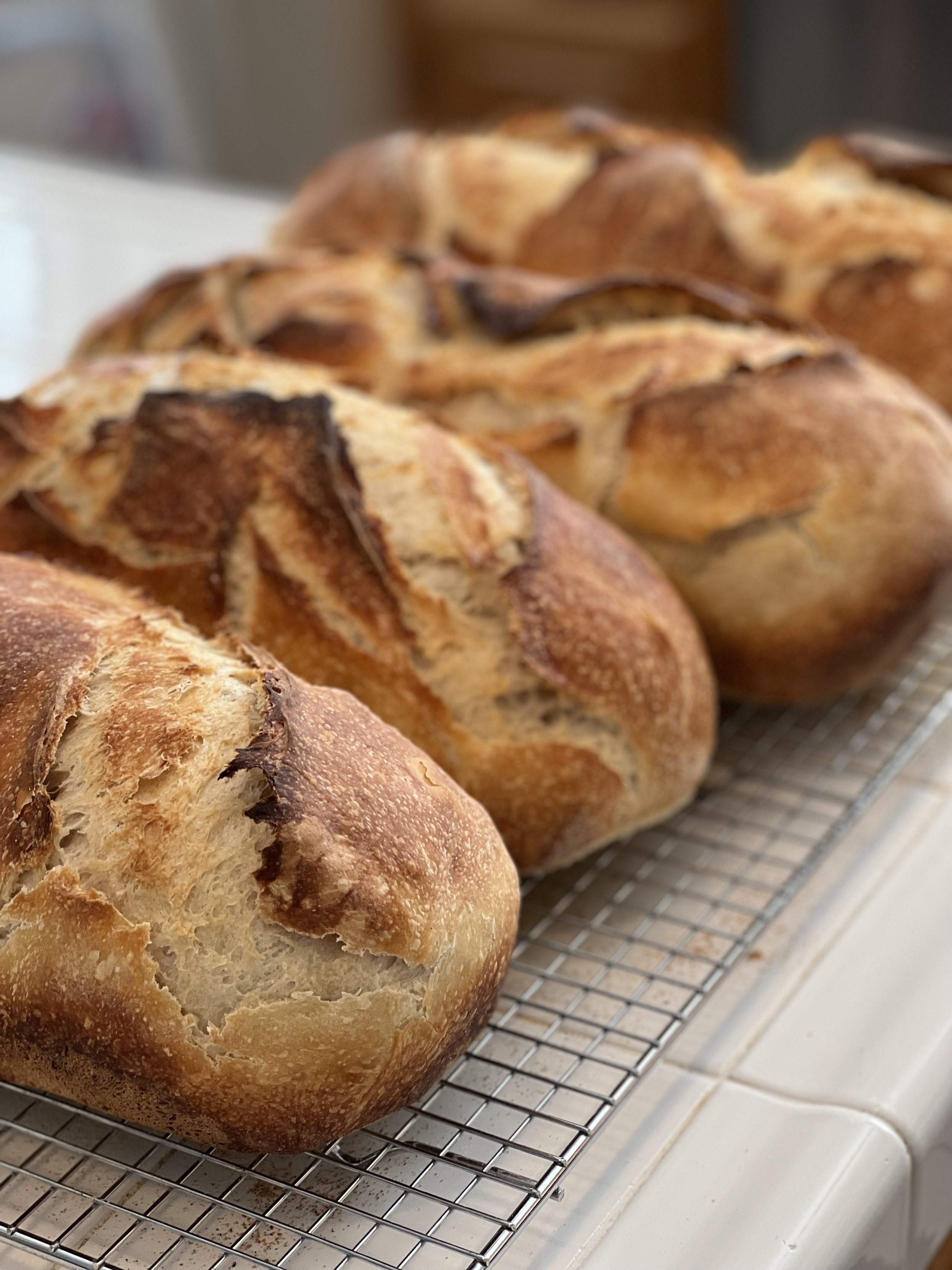 Sourdough Starter