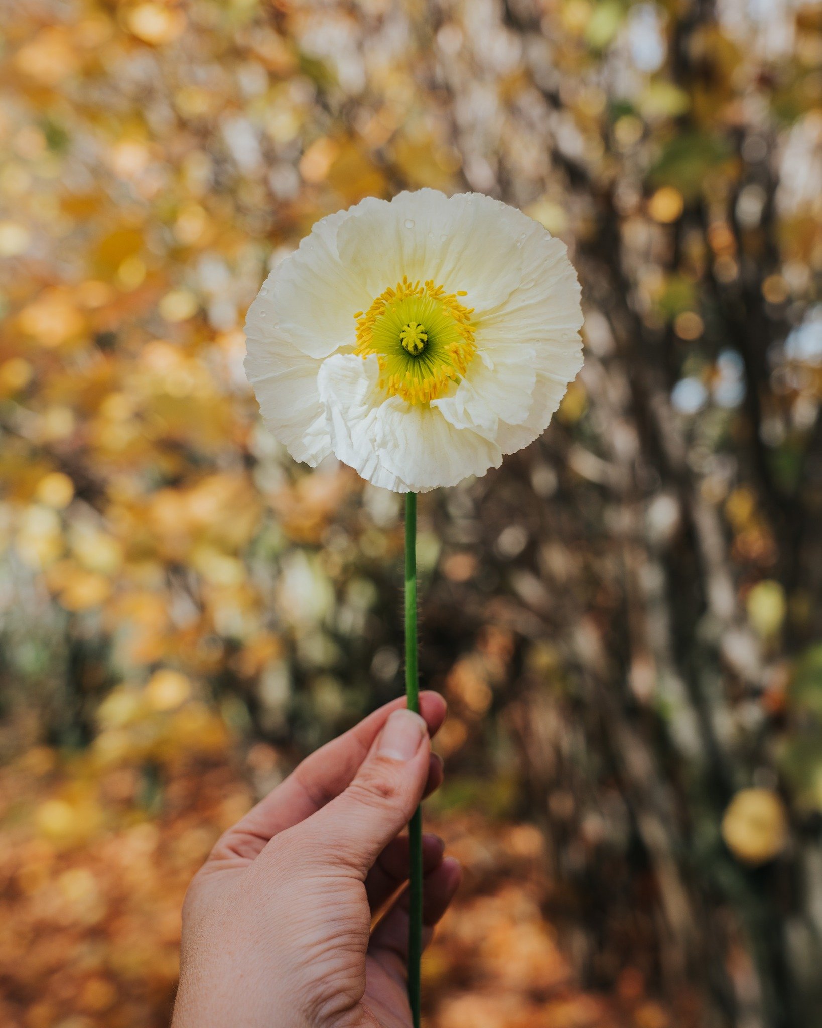 Just when all the flowers have finished for the year, the stunning Iceland Poppies begin. They take such a long time to grow from seed - slowly, slowly getting bigger until they are big enough to tuck in to the space where all the tomatoes have recen