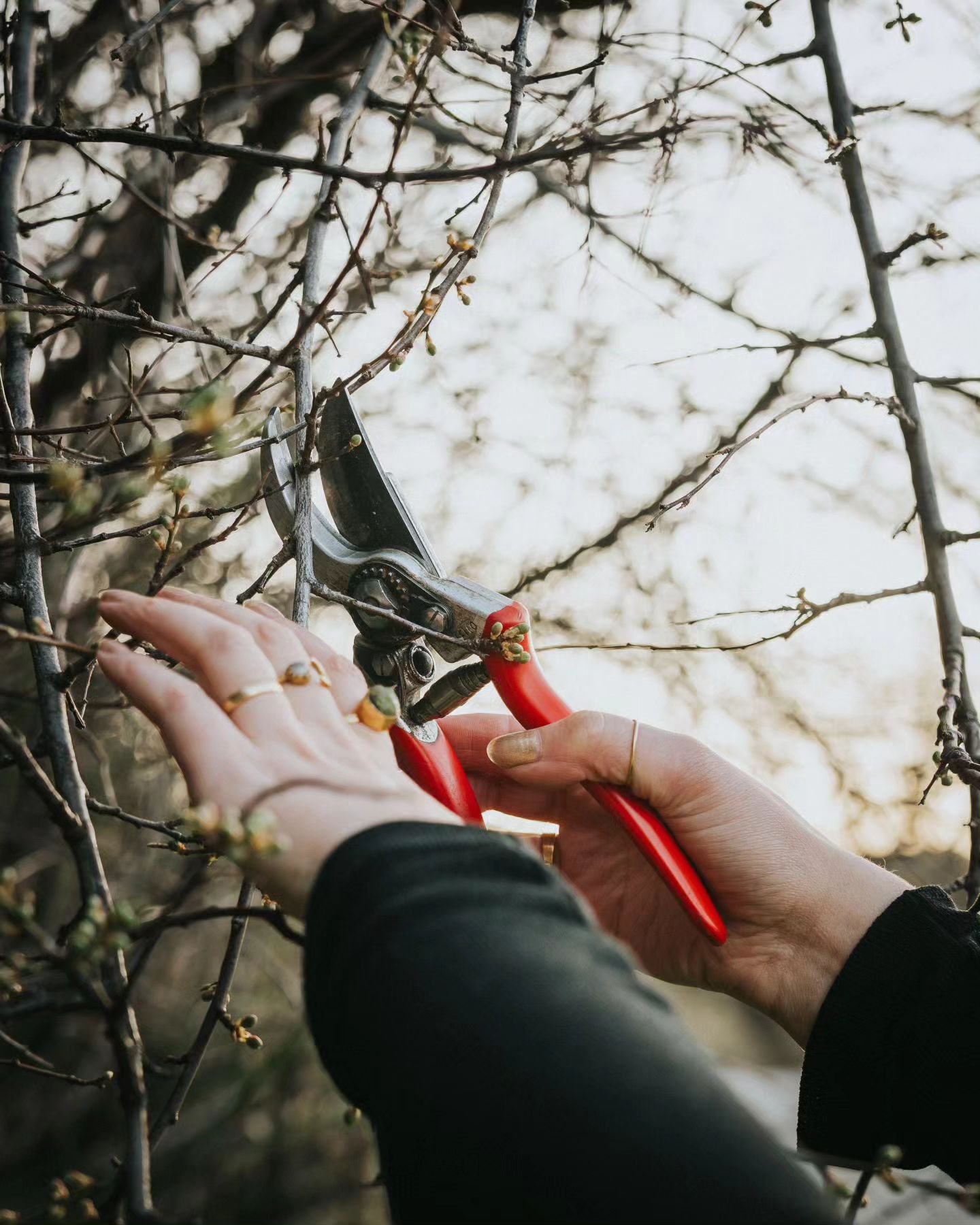 The end of winter brings with it one of my favourite seasonal rituals - &quot;forcing&quot; branches for blossom. I keep an eye on the wild plum tree that sits on the edge of our property. As soon as the buds begin to swell, it is time to pick an arm