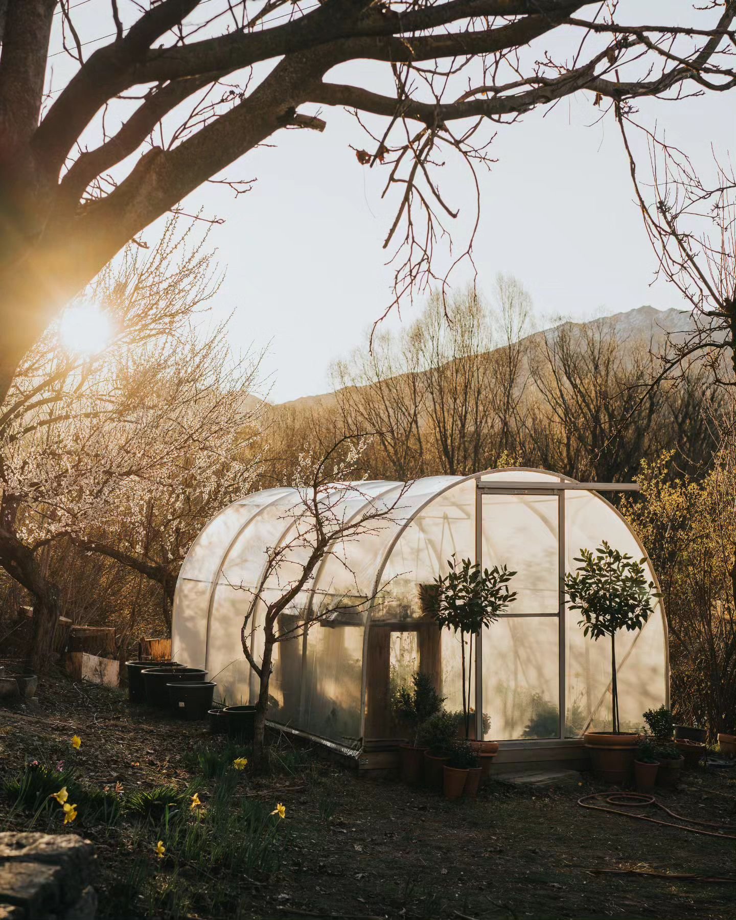 After days of wild Spring weather lashing the area it was so good to see that sunset glow ✨️ The apricot blossom looks like it has made it through without a harsh frost so fingers crossed we will have a harvest this year (we've missed out on them for