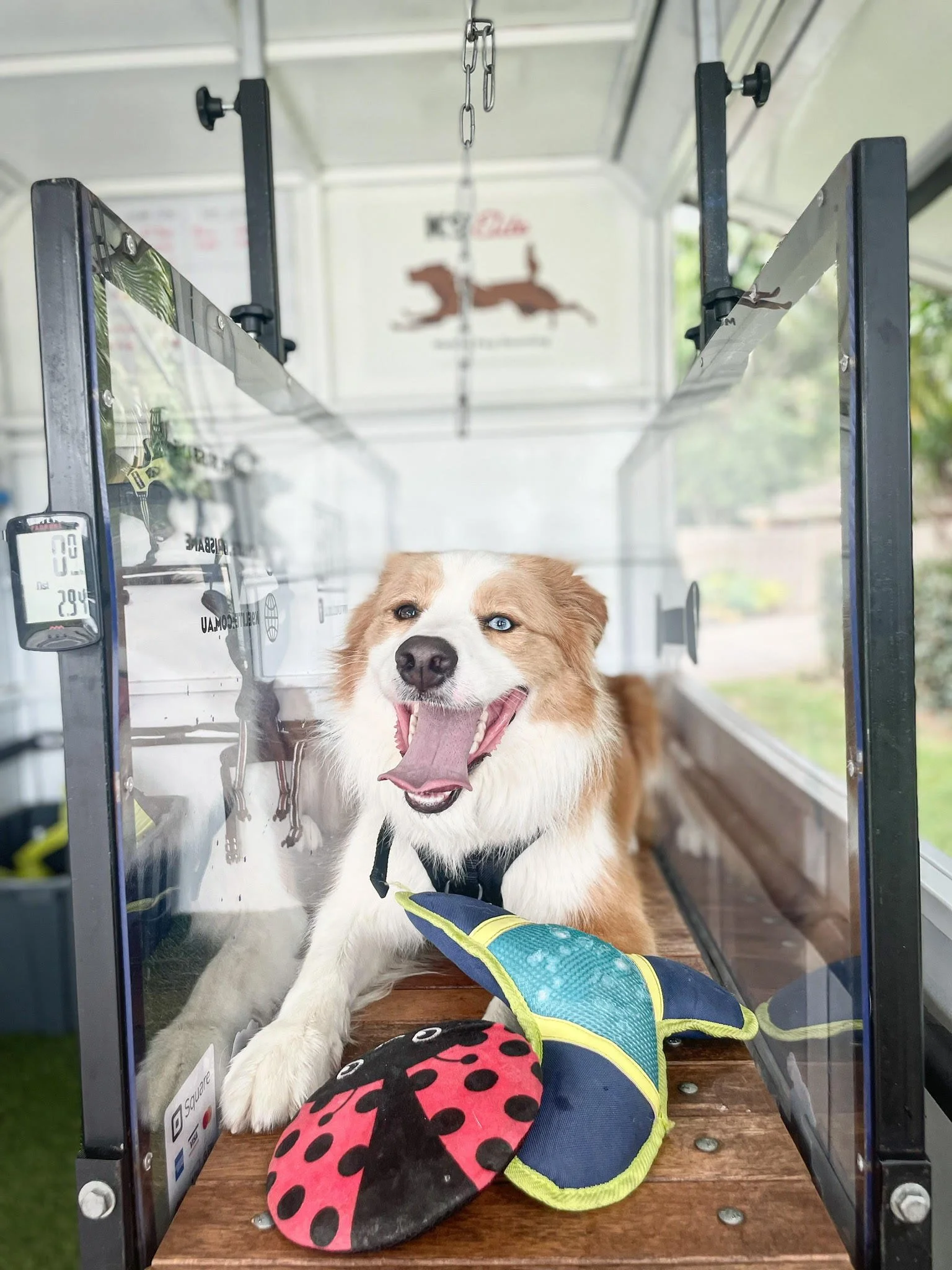 Sessions — K9 Elite Mobile Dog Running