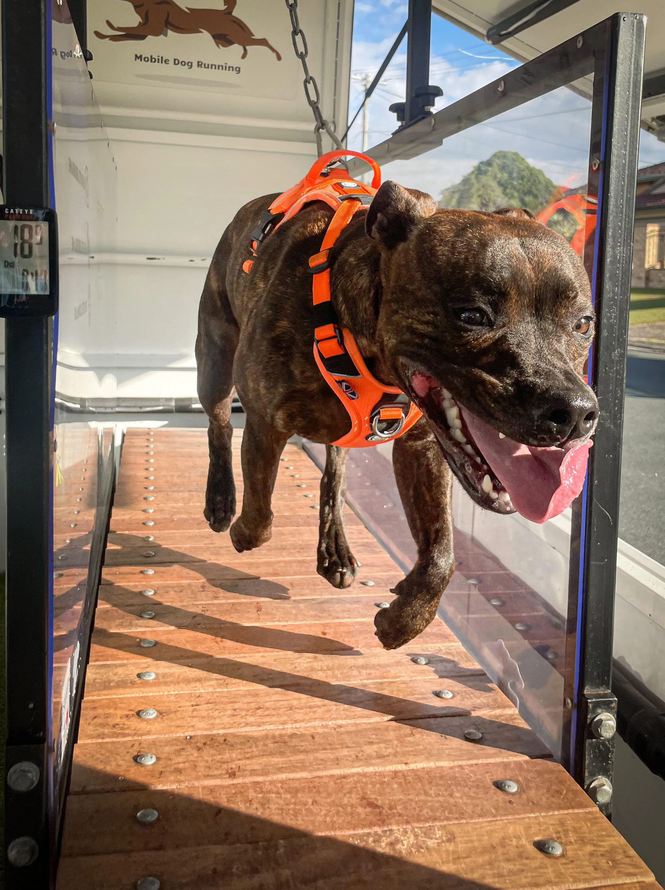 K9 Elite Mobile Dog Running
