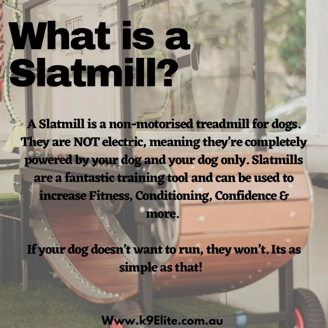 K9 Elite Mobile Dog Running