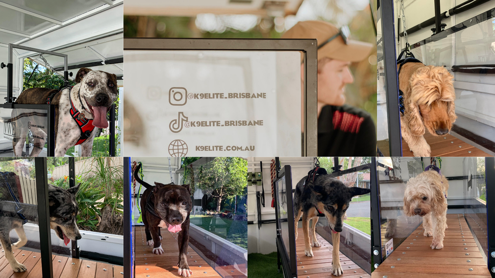 K9 Elite Mobile Dog Running