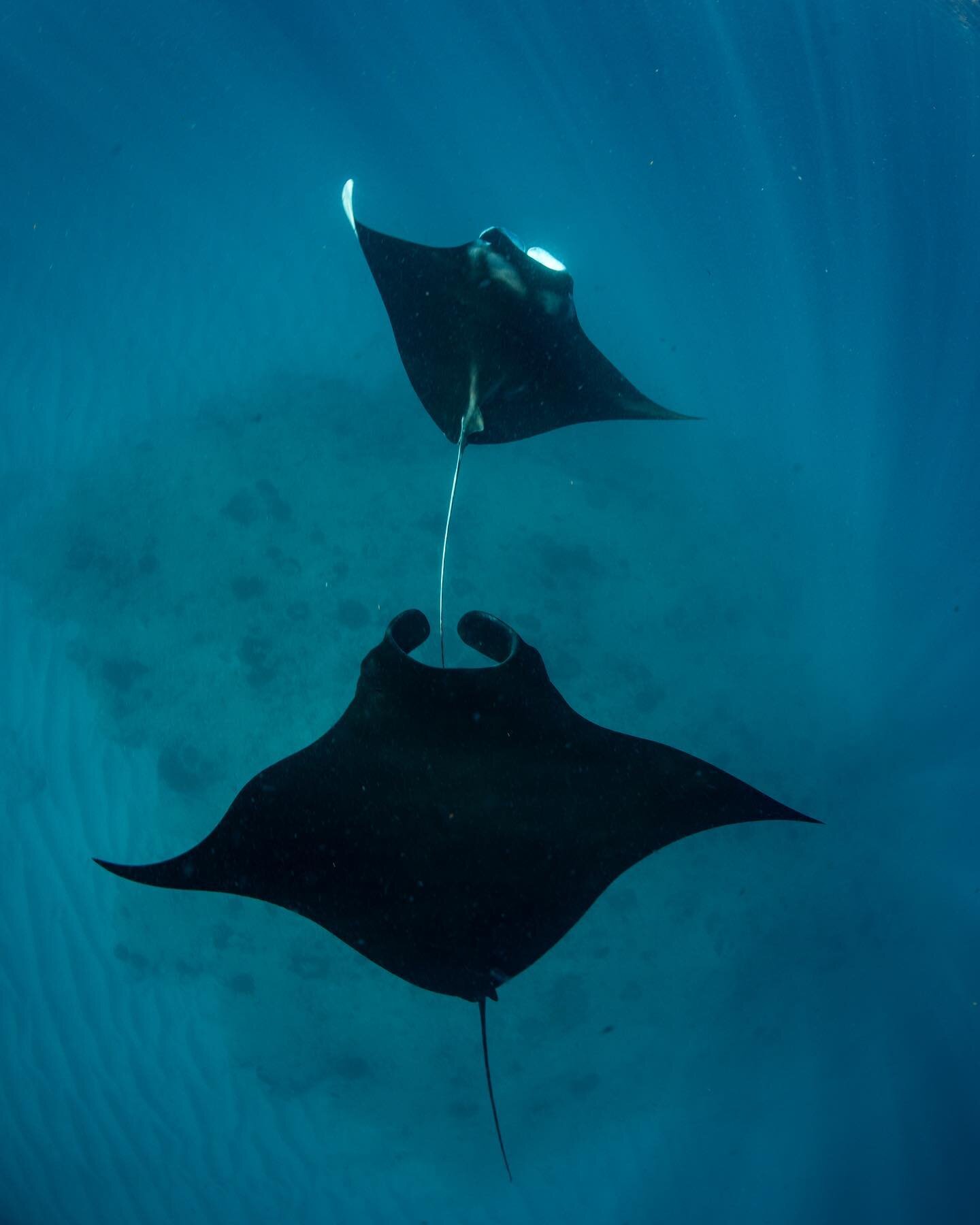 First day on the Ningaloo Reef and I was completely blown away by the action on the reef.
We swam with about 6 mantas for a couple hours as they fed on the plankton and slaps in the water.

#ningaloo #australiareefs #manta #mantaray #reefmanta #coral